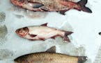 Photos of the Asian carp caught in the Mississippi River near Winona by commercial fishermen.