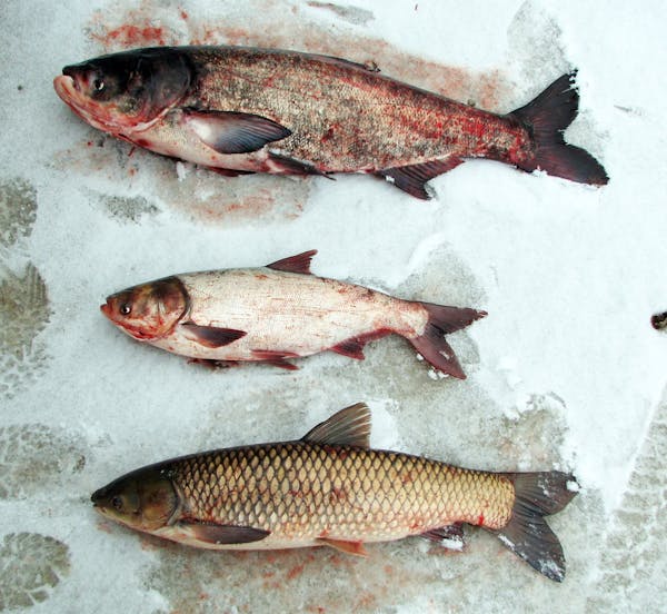 Photos of the Asian carp caught in the Mississippi River near Winona by commercial fishermen.