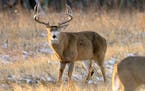 A white-tailed buck with huge body and antlers guards a doe in estrus during the fall rut. The buck's hair is standing because other bucks are in the 