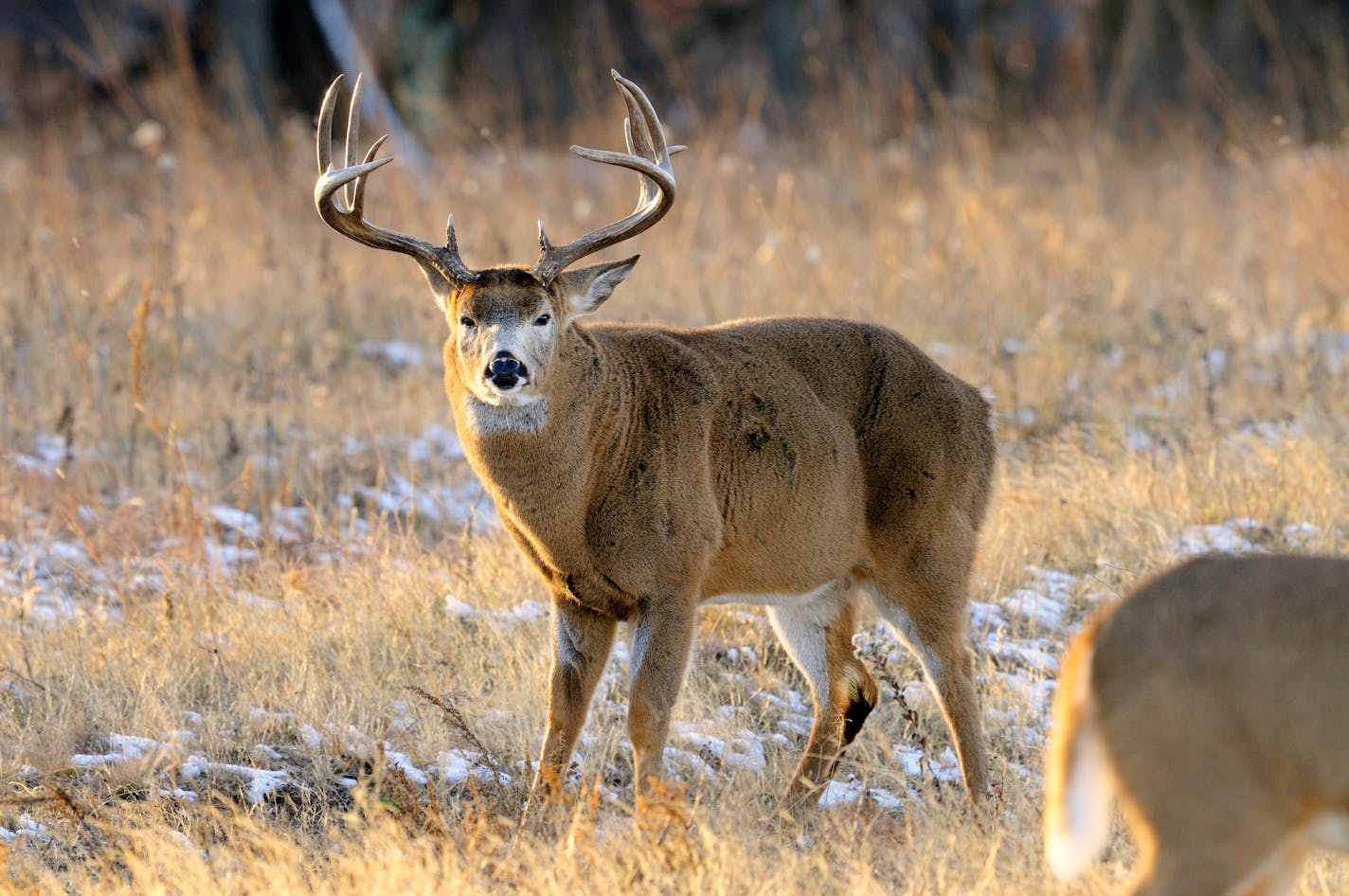 A white-tailed buck with huge body and antlers guards a doe in estrus during the fall rut. The buck's hair is standing because other bucks are in the area, also coveting the doe.