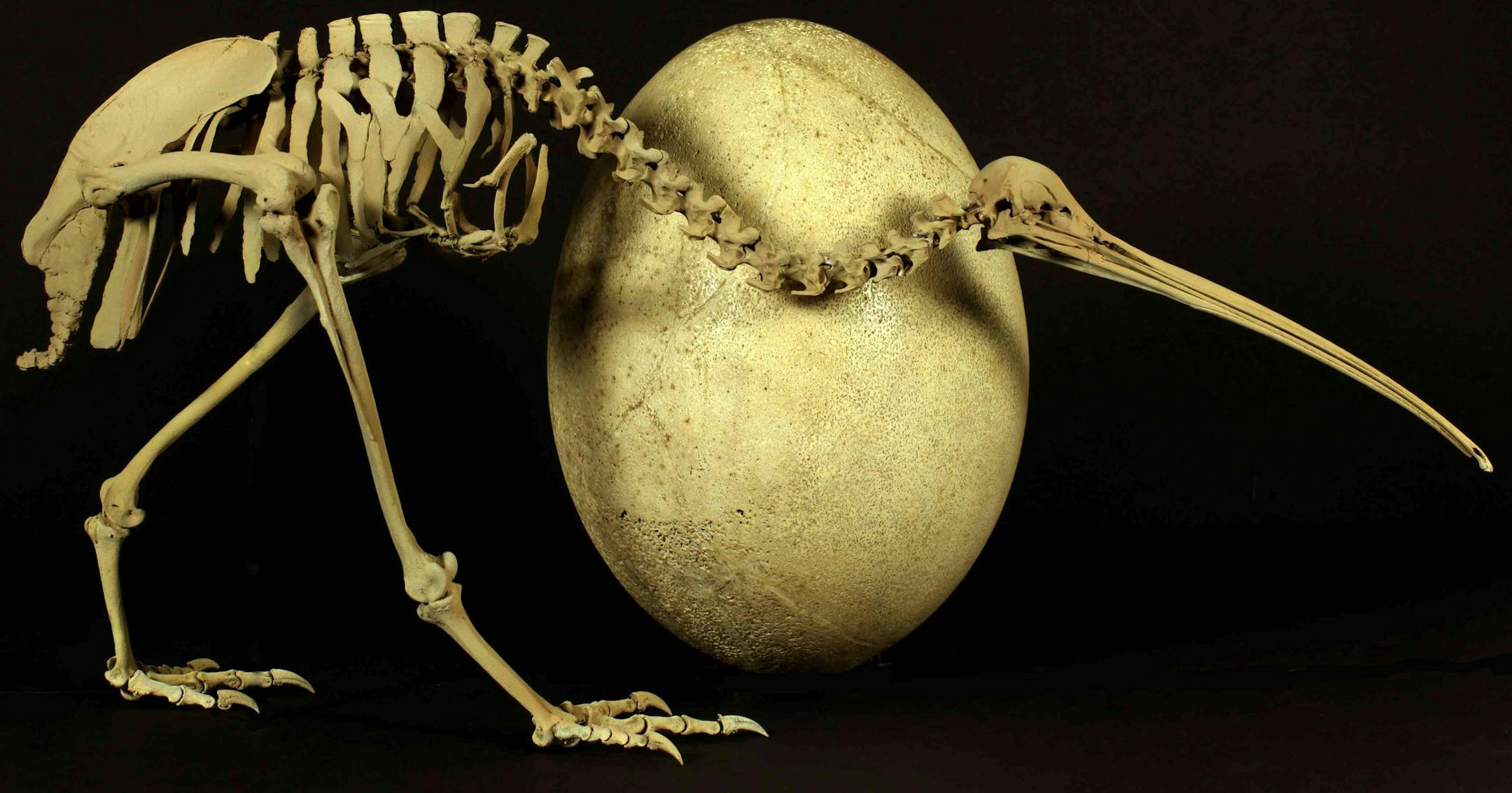 Mysterious link: A skeleton of adult brown kiwi displayed next to an egg of a huge elephant bird, or Aepyornis maximus.