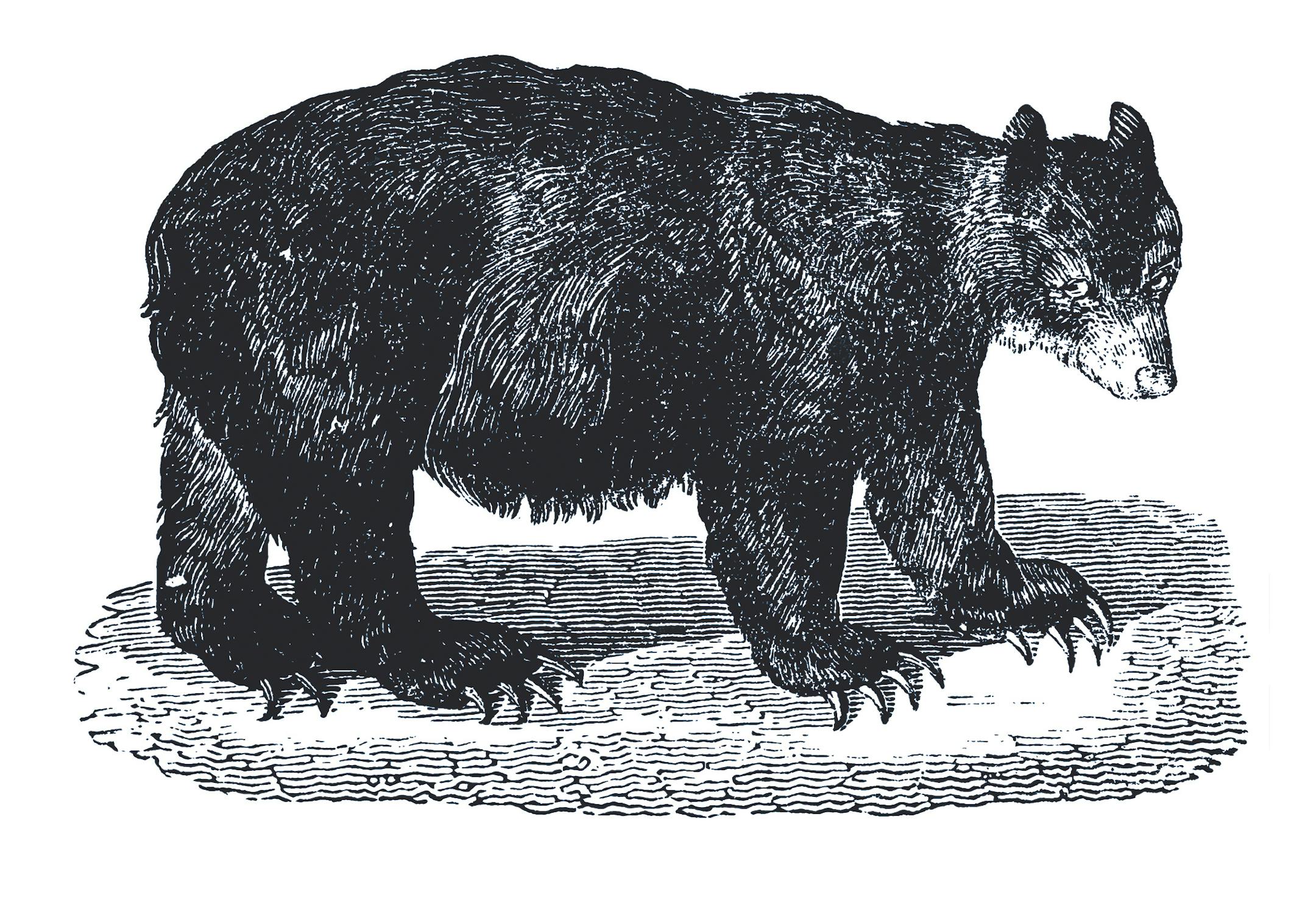 "Old engraving of a bear, isolated on white. Scanned at 600 DPI with very high resolution. Published in Systematischer Bilder-Atlas zum Conversations-Lexikon, Ikonographische Encyklopaedie der Wissenschaften und Kuenste (Brockhaus, Leipzig) in 1844. Photo by N.Staykov (2008). .CLICK ON THE LINKS BELOW FOR HUNDREDS MORE SIMILAR IMAGES:"