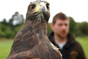 Photo 5, 6: Harris hawks are now commonly used in falconry. ] Karen Lundegaard;