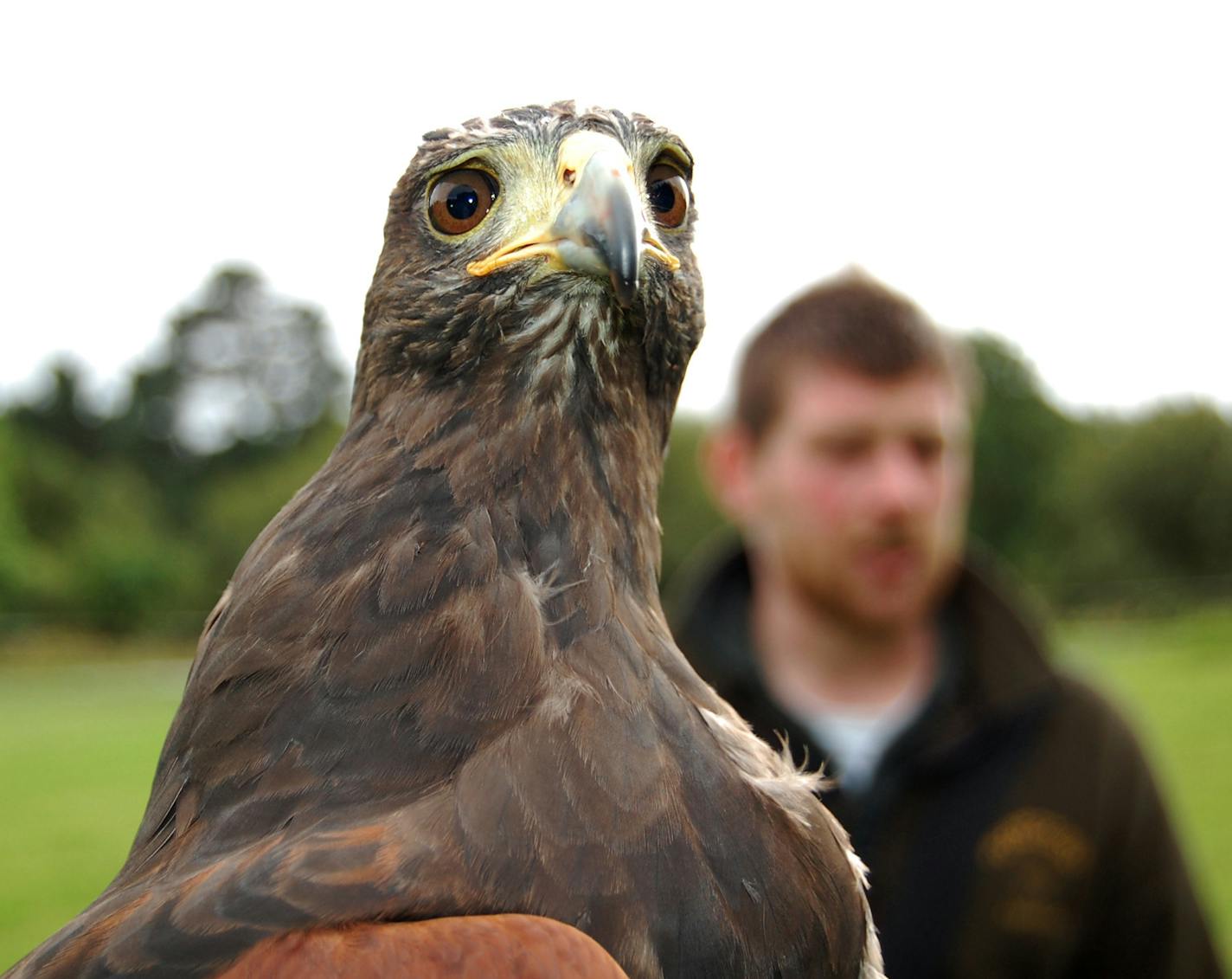 Photo 5, 6: Harris hawks are now commonly used in falconry. ] Karen Lundegaard;