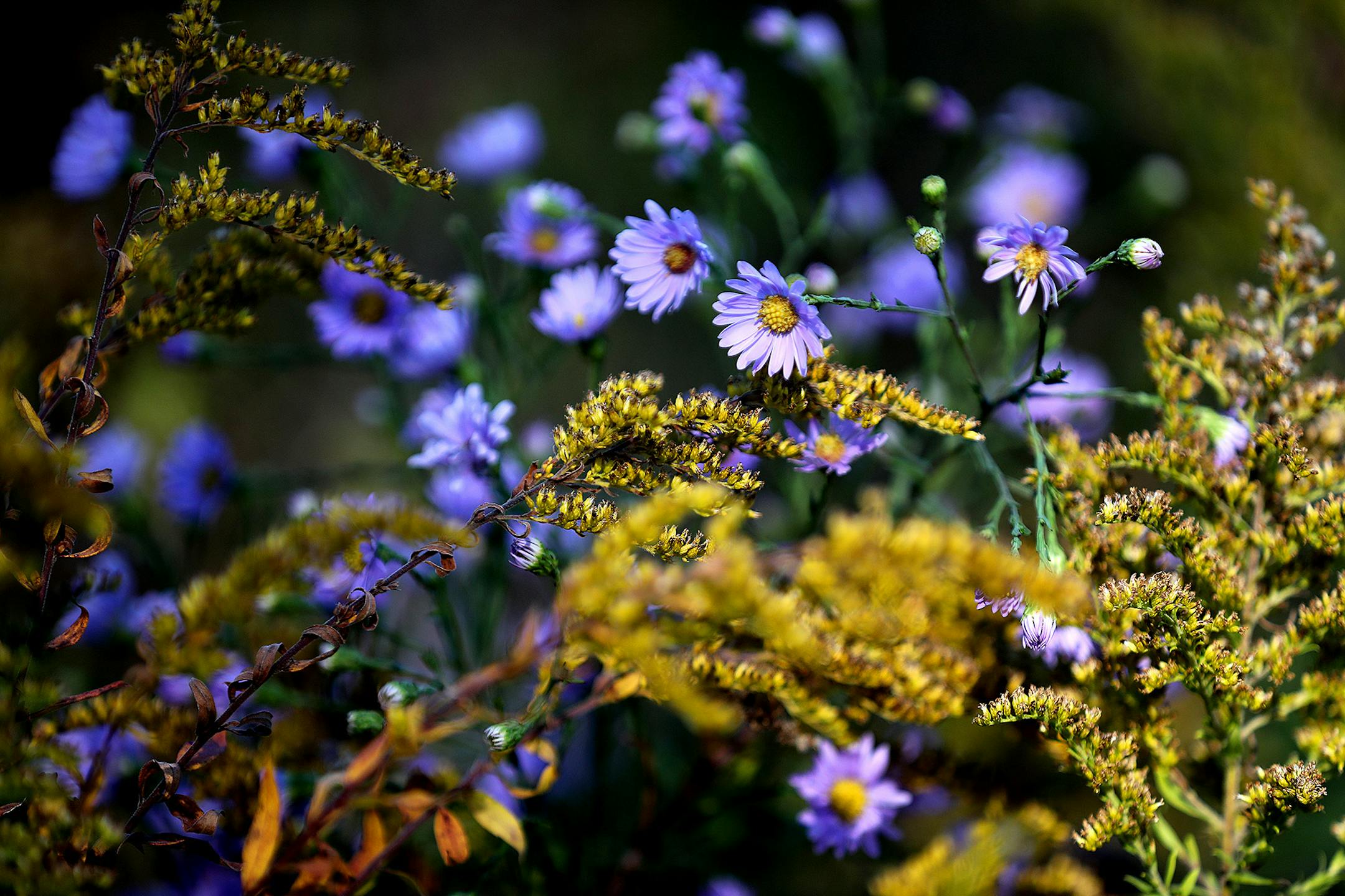 Some of the diversity of flora found at Coldwater Spring.