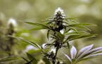As the state of Minnesota prepares to legalize medical marijuana this summer, the U.S. Justice Department announced that soveriegn tribes may legalize