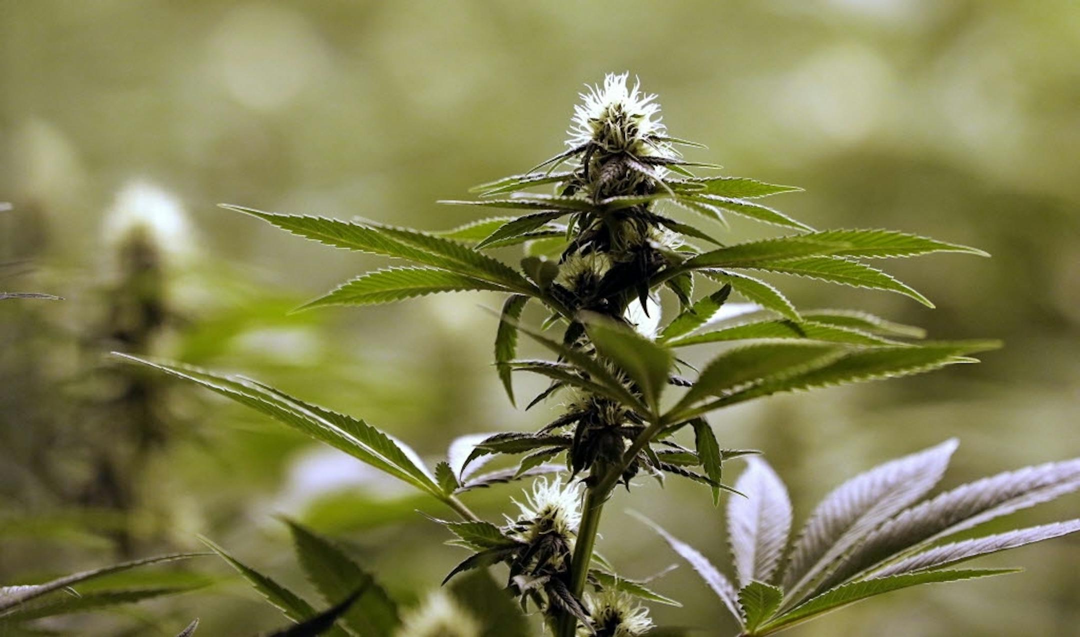 As the state of Minnesota prepares to legalize medical marijuana this summer, the U.S. Justice Department announced that soveriegn tribes may legalize hemp or marijuana on their own lands as well.