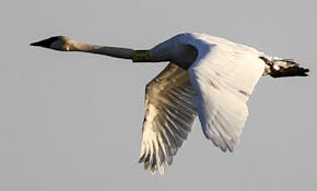 A trumpeter swan, front, and sandhill crane pass each other Saturday, Oct. 11, 2014, at Crex Meadows Wildlife Area in Grantsburg, WI.](DAVID JOLES/STA