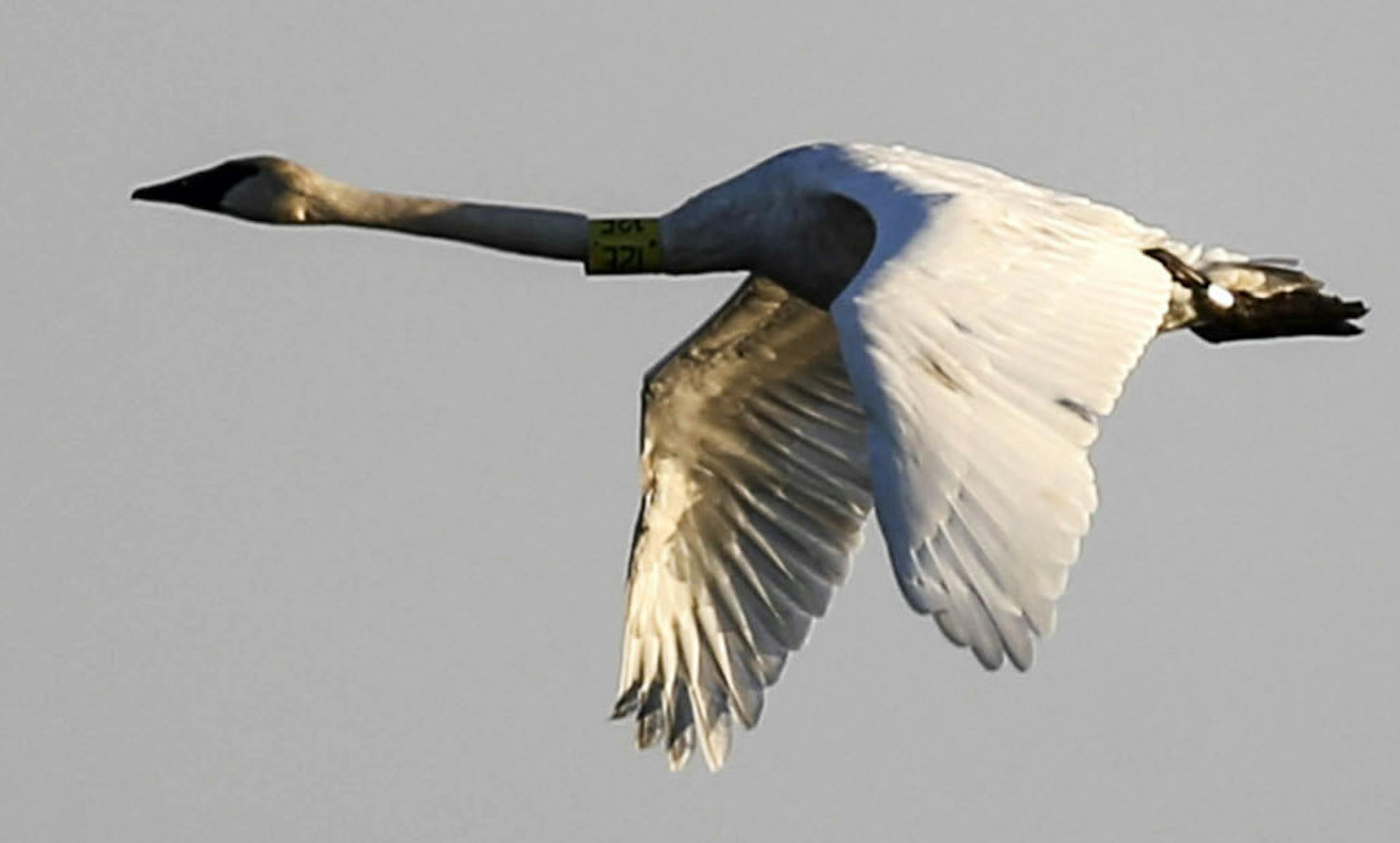 A trumpeter swan, front, and sandhill crane pass each other Saturday, Oct. 11, 2014, at Crex Meadows Wildlife Area in Grantsburg, WI.](DAVID JOLES/STARTRIBUNE)djoles@startribune.com Crex Meadows Wildlife Area is a 30,000 acre wildlife area wetlands located near the St. Croix River and Grantsburg, WI. Crex is home to more than 700 plant species and 270 species of birds use Crex, including around 10,000 sandhill cranes during their annual fall migration south.
