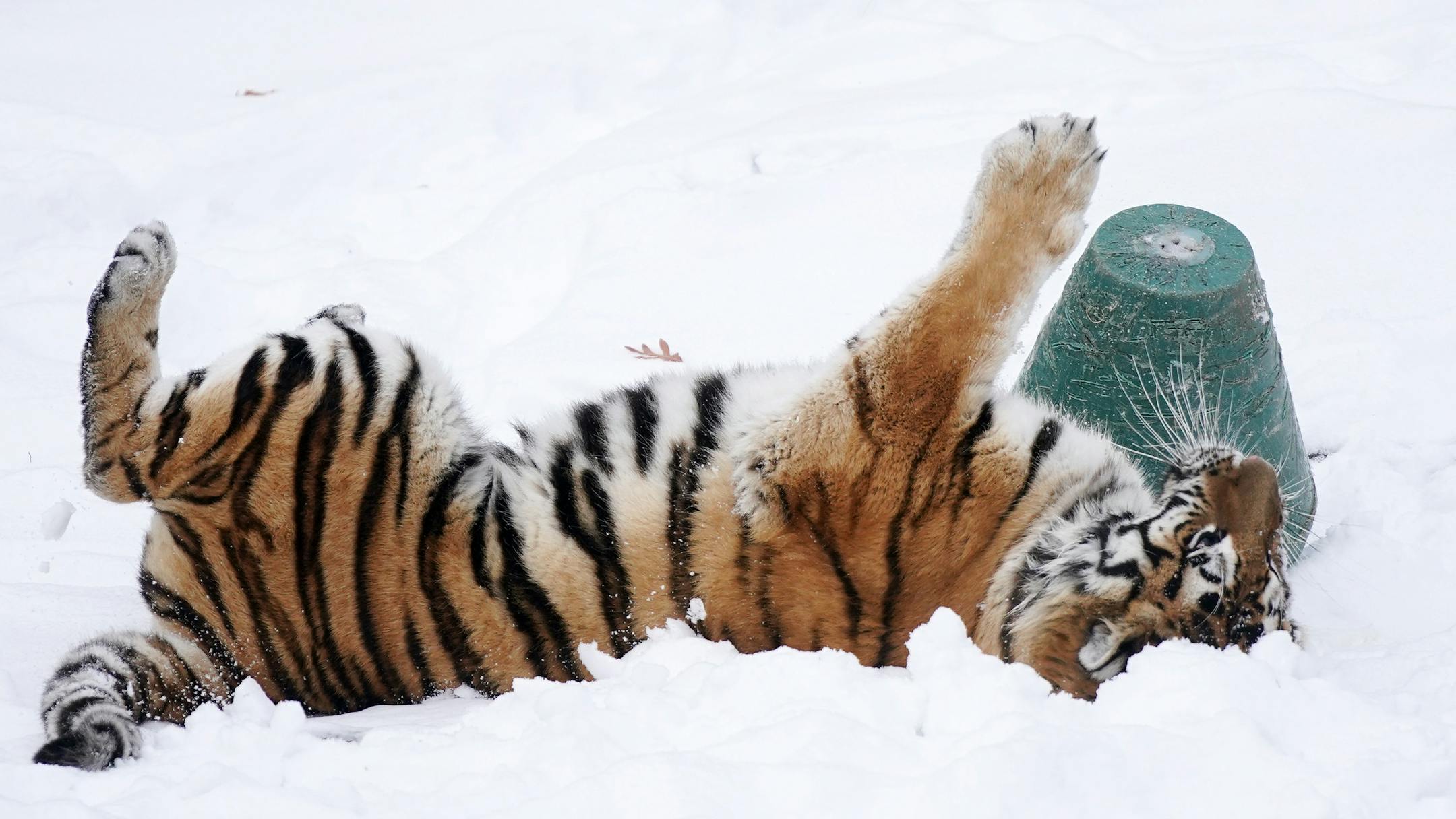 The Amur tiger rolled around in the snow as Sarah Hicks pre-recorded segments with animals and their keepers at the Minnesota Zoo for the Minnesota Orchestra's Young People Concert in February.