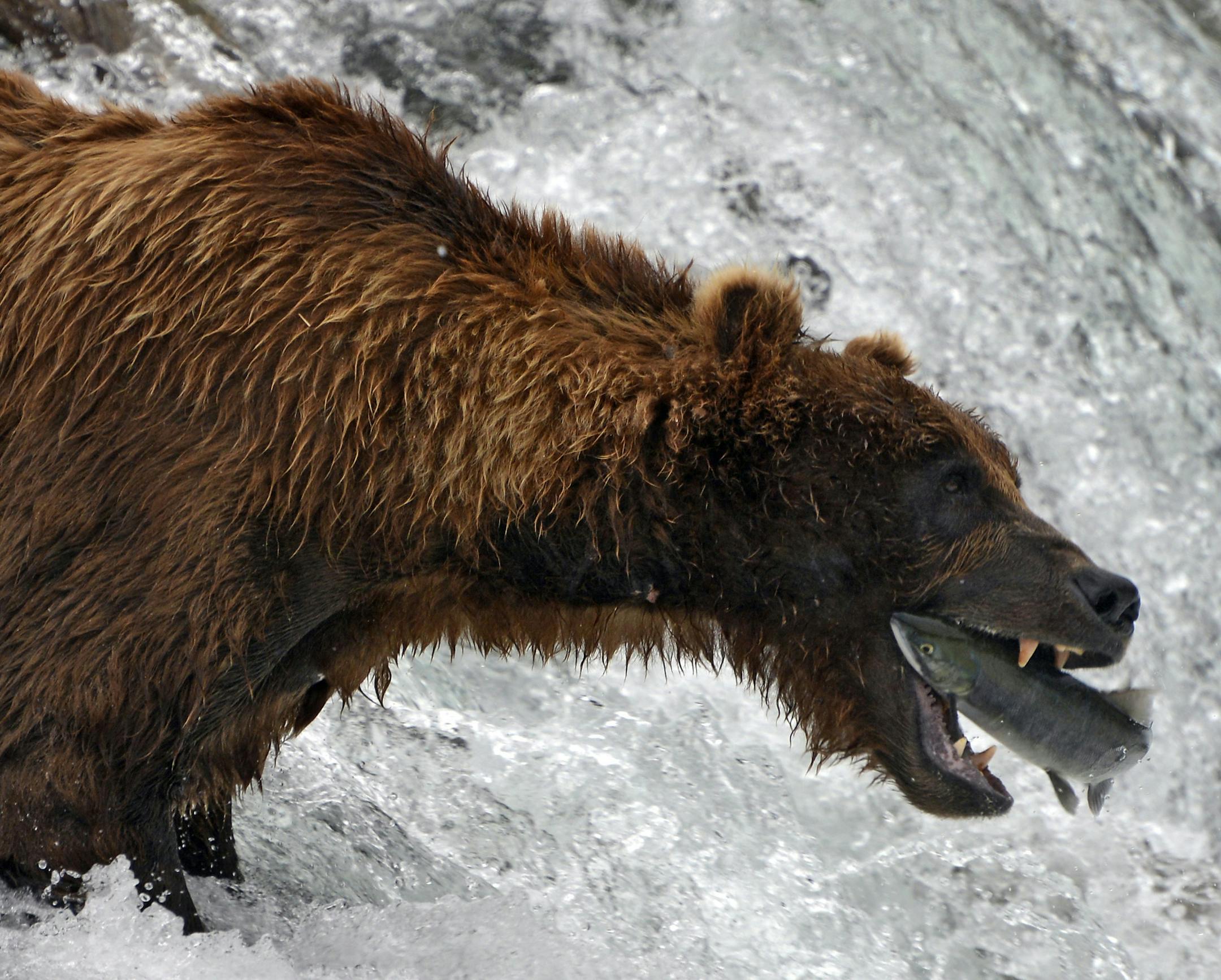 A bear catches a fish. Photo by Sue Kirchoff