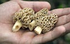 Forager Tim Clemens showed off a few of his morel mushrooms.
