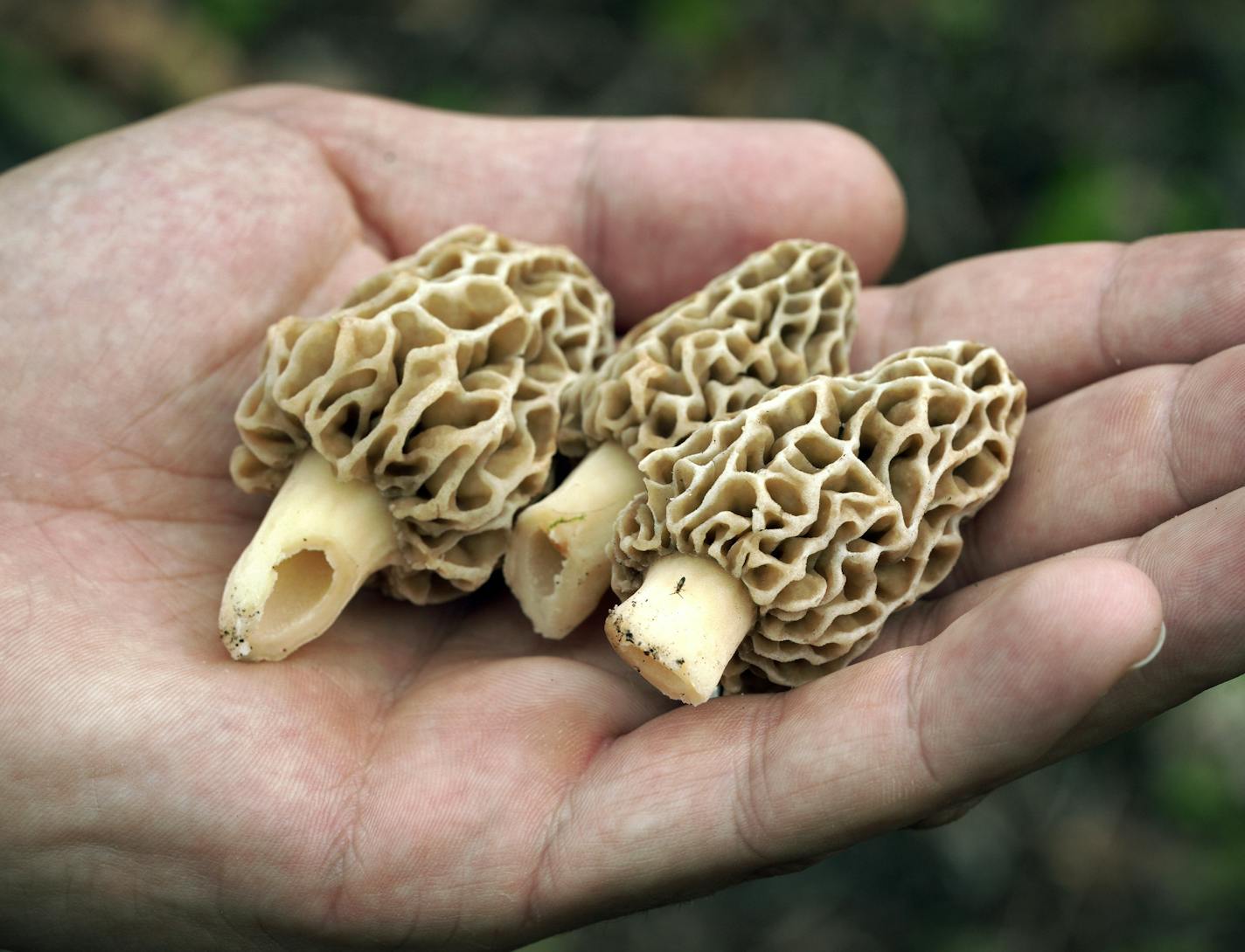 Forager Tim Clemens showed off a few of his morel mushrooms.