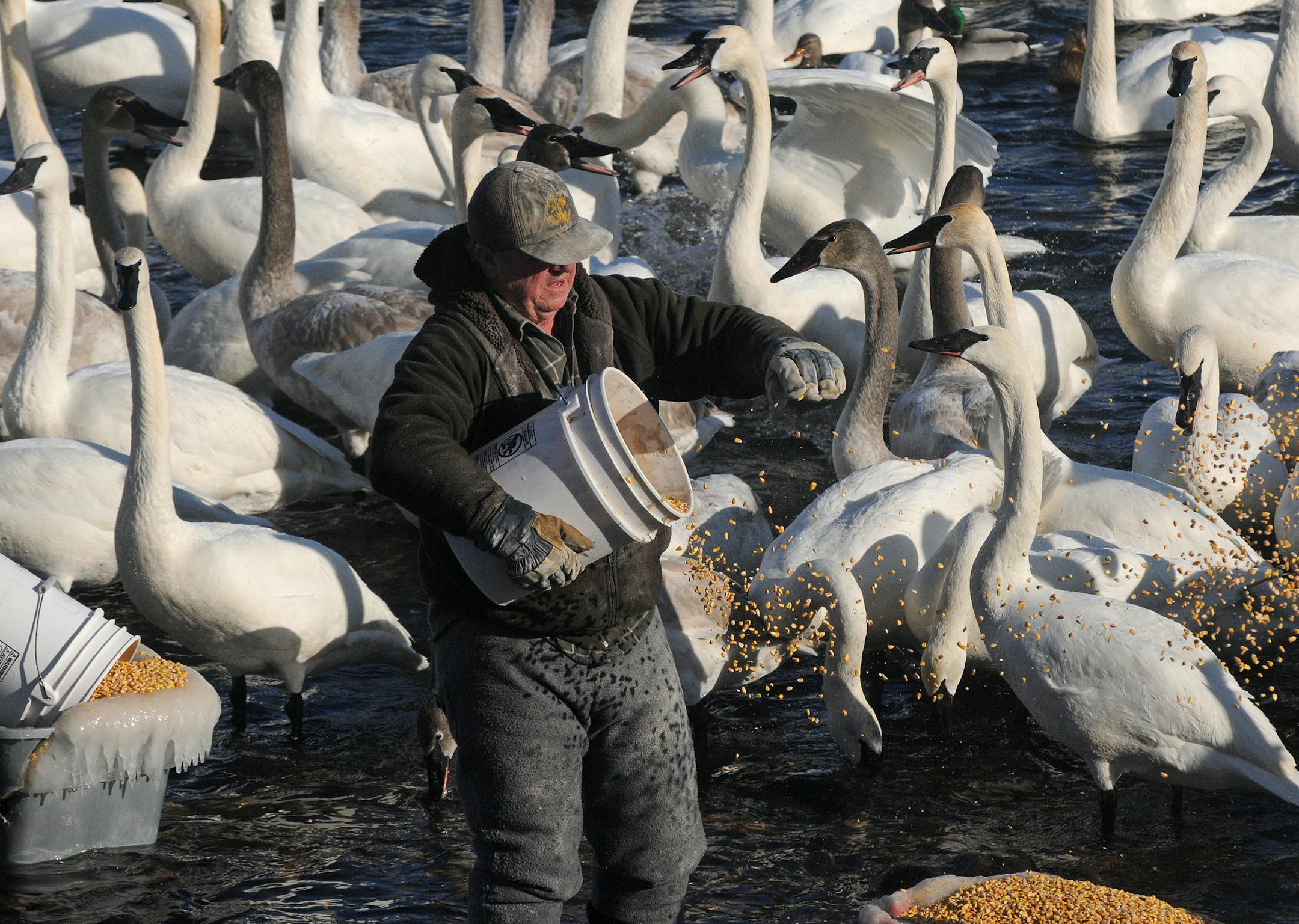 Jim Lawrence feeds 1,700 pounds of corn to 2,000 trumpeter swan that gather on the river at Monticello in the open water created by the Monticello Nuclear Power Plant. It is one of the largest congregations of trumpeter swans in the world.