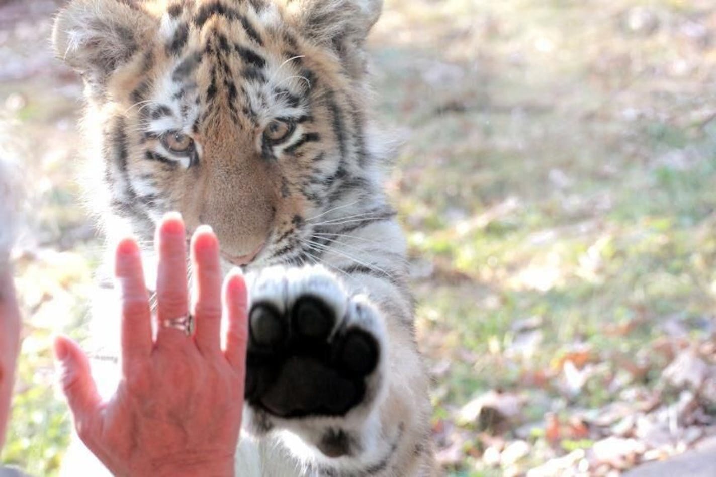 An Amur tiger cub at the Minnesota Zoo.