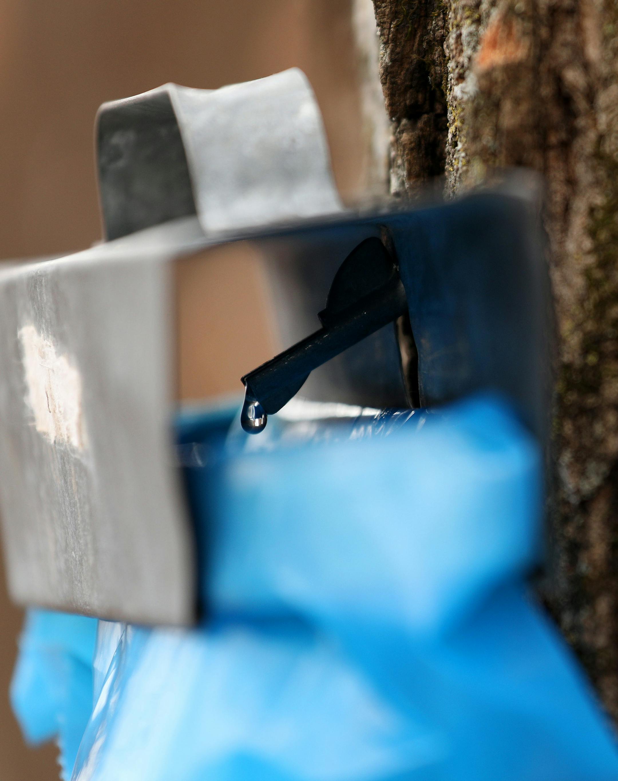 Sap dripped into a collection bag from a freshly tapped maple tree at the Arboretum. ] ANTHONY SOUFFLE • anthony.souffle@startribune.com A surprisingly warm winter has sprung at the state's maple syrup production into life several weeks early at the Minnesota Landscape Arboretum in Chaska, Minn. The Arboretum recorded the earliest sap tap date yet. They sponsor several educational programs that explain the process of maple syrup making, hold an annual pancake breakfast, and sell their pro