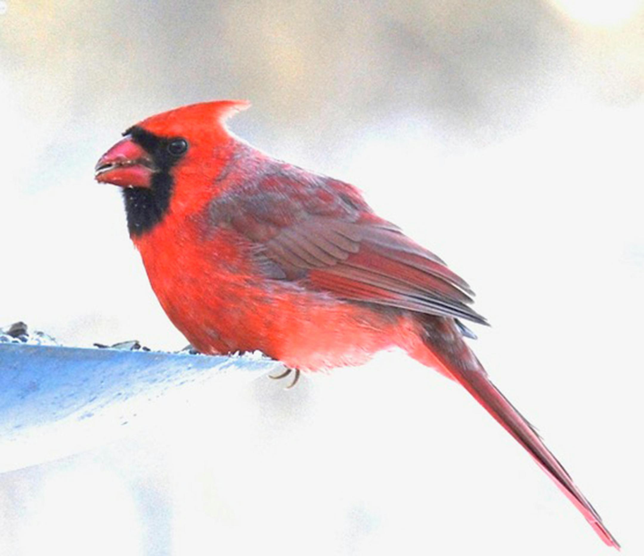 A male Northern cardinal perched on a feeder.