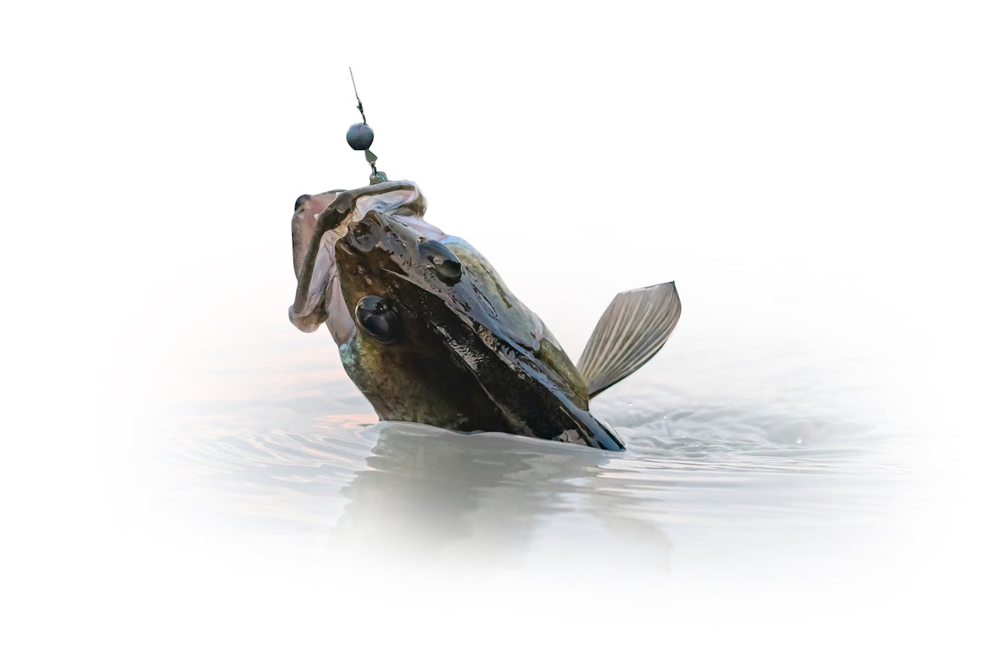 Zander fishing. Walleye fish on hook in water.