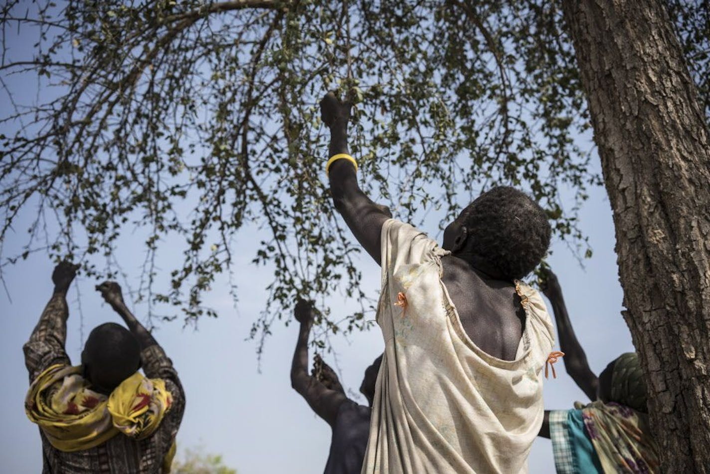 In this photo taken Friday, March 10, 2017, women pick leaves from a tree that they will later cook for dinner in the small village of Apada, near Aweil, in South Sudan. The world's largest humanitarian crisis in 70 years has been declared in three African countries on the brink of famine, just as President Donald Trump's proposed foreign aid cuts threaten to pull the United States back from its historic role as the world's top emergency donor.