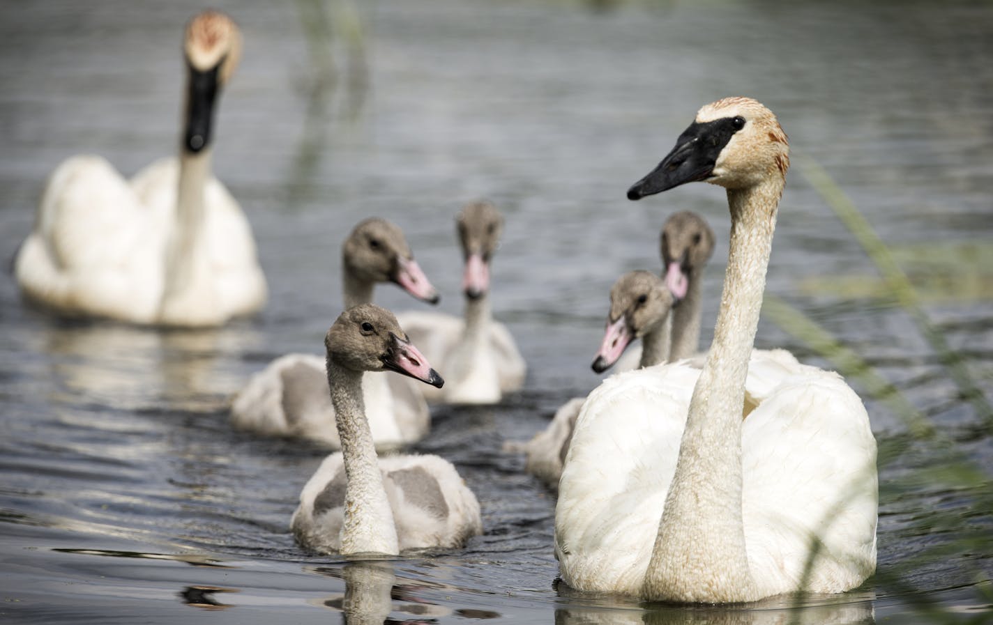 A family of swans swims in Lake Camelot in Plymouth on Monday, July 27, 2015. ] LEILA NAVIDI leila.navidi@startribune.com / BACKGROUND INFORMATION: Lake Camelot used to be called Mud Lake.