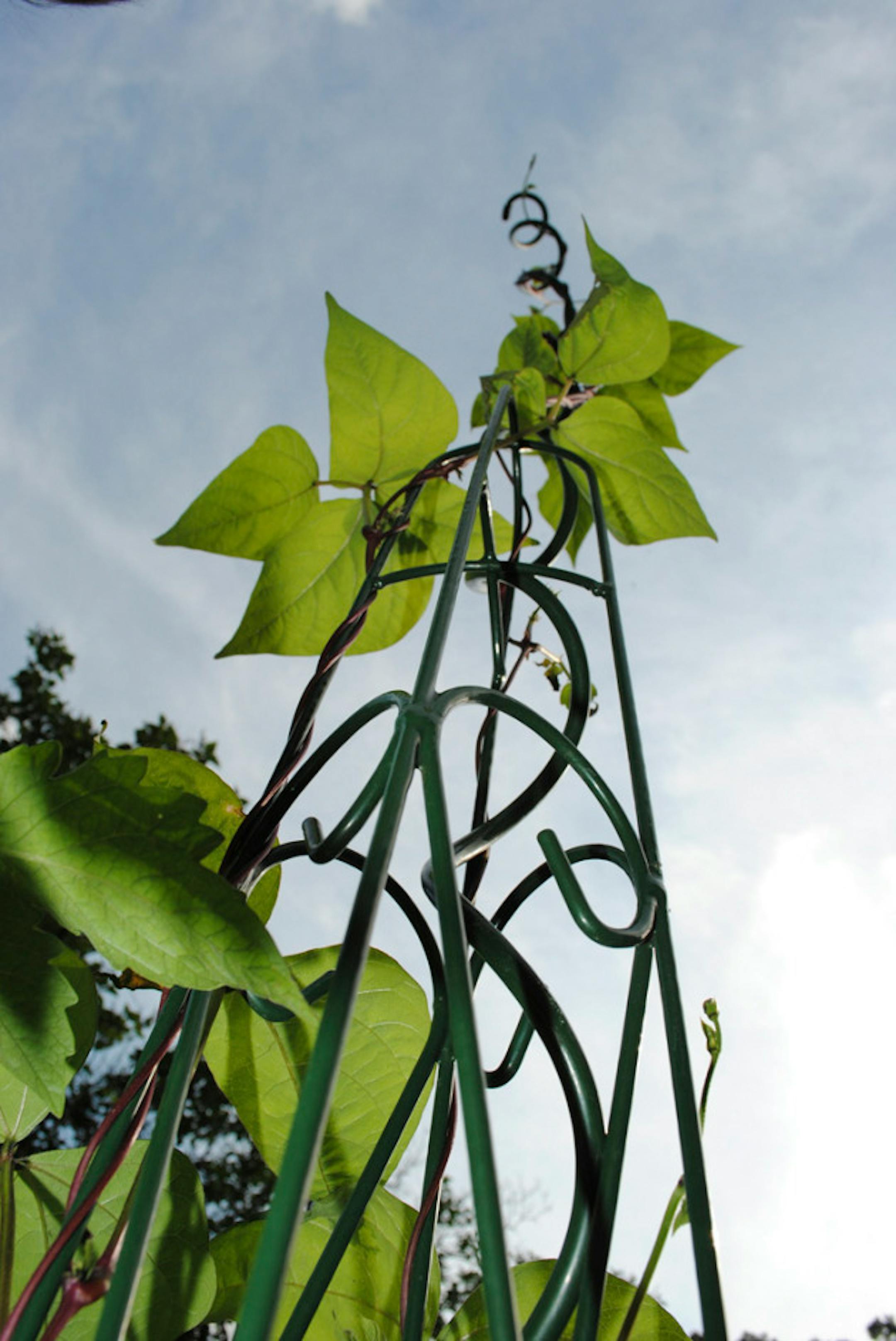 pole bean on trellis for greengirl blog post