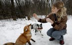 Mikayla Raines of Lakeville fed her pet foxes Finnegan and Tonia a treat. Notchi, the missing fox, has silver and white markings like the fox in the c