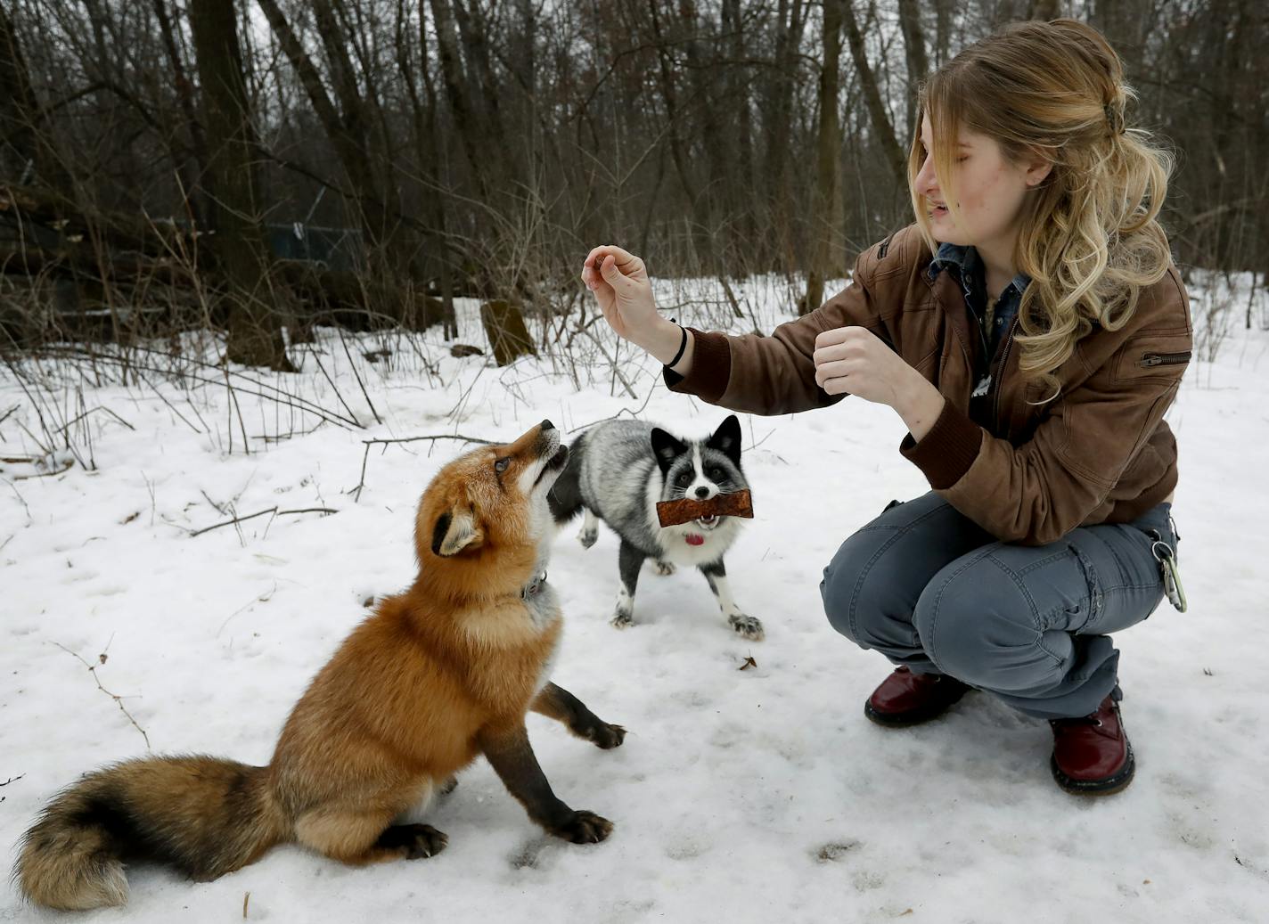 Mikayla Raines of Lakeville fed her pet foxes Finnegan and Tonia a treat. Notchi, the missing fox, has silver and white markings like the fox in the center of the photo, facing the camera.