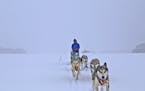 In a virtual whiteout, Shelby McEntyre of Ely guides her dog team into the Boundary Waters Canoe Area Wilderness. With her dad, Stu, mother Jeanne and