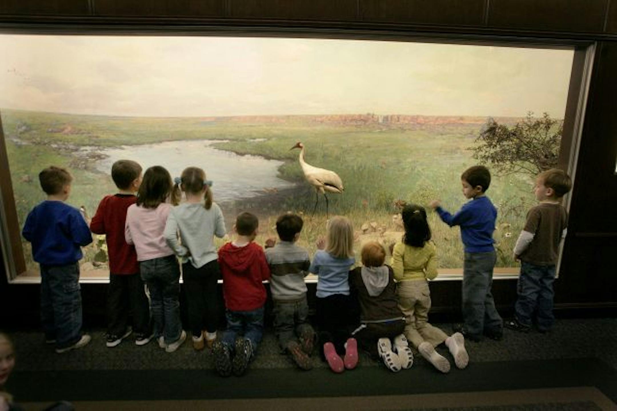 Woodbury Lutheran kindergartners studied a crane exhibit at the Bell Museum at the University of Minnesota. University officials have decided against renewing their request for state funding to help construct a building for Minnesota's only natural history museum.