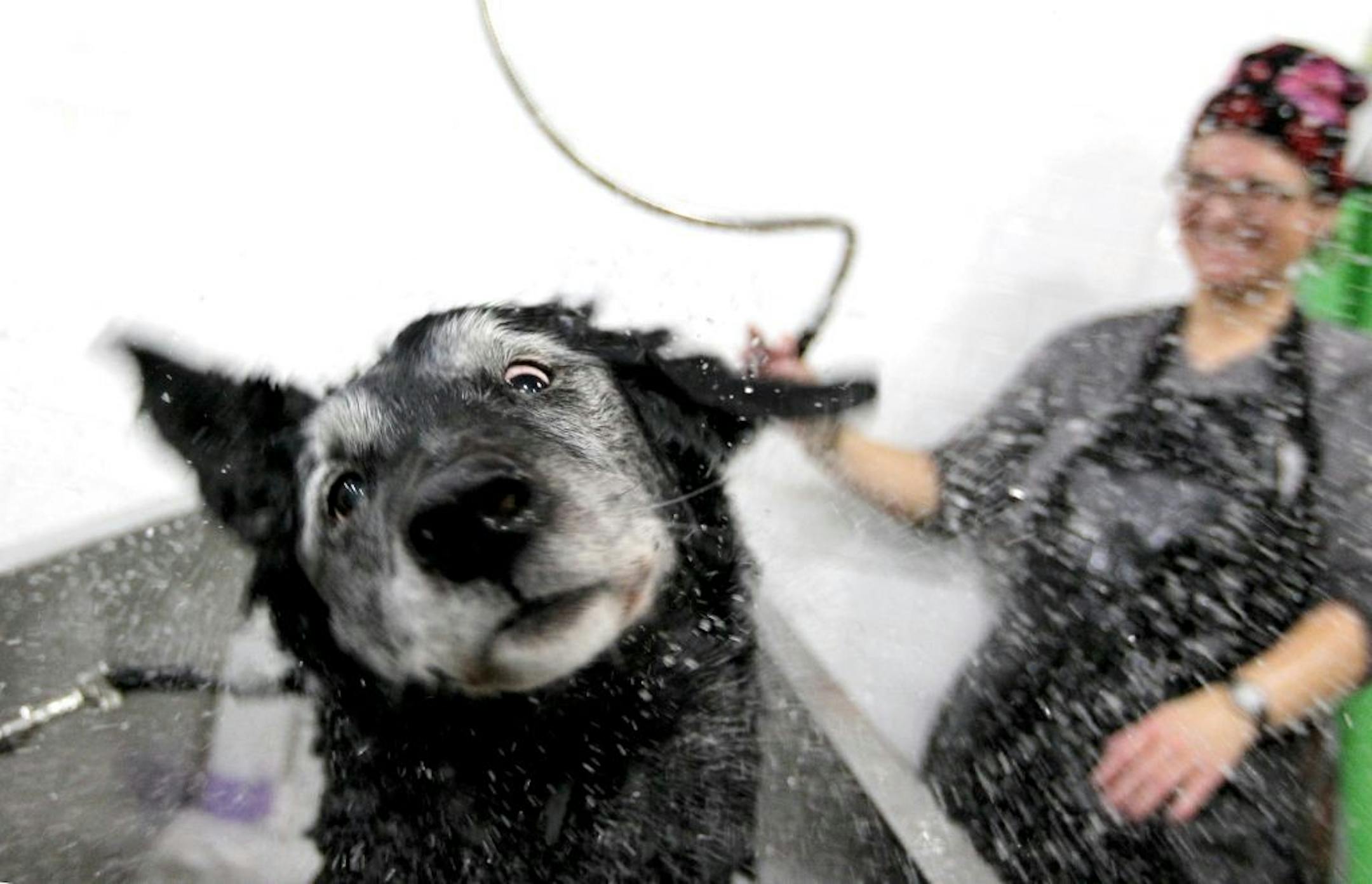Rachel Nieder leans back as her 14-year-old Labrador, Beauty, shakes off water in the self-serve dog wash area at Ollu Dog Salon in Minneapolis November 14, 2012. After trying once to bathe her rescue dog at home and having mixed results, Nieder now brings Beauty to Ollu every couple of months.