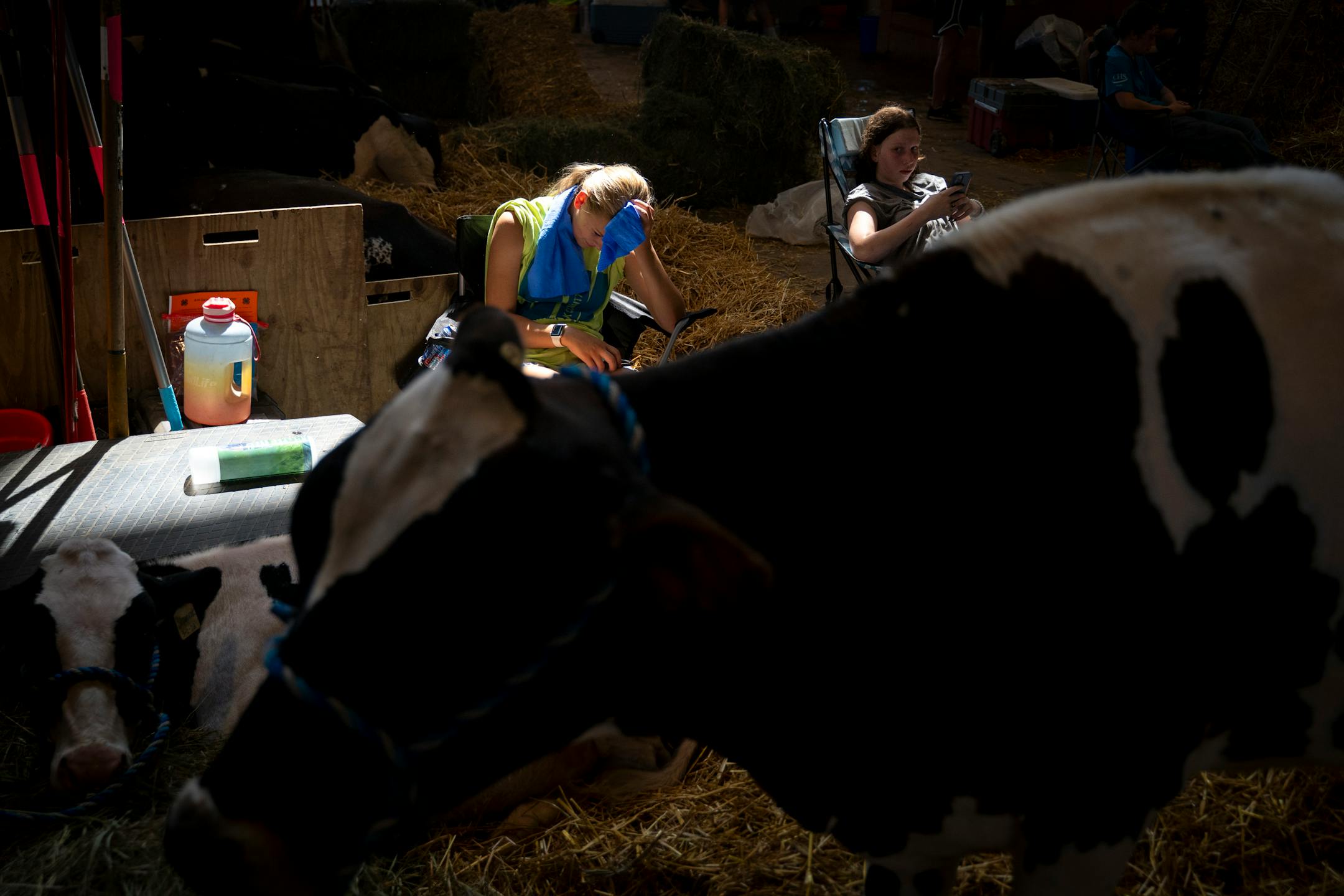 Young girls sit in the heat with their cows at the cattle barn on the Minnesota State Fairgrounds in Falcon Heights, Minn. on Wednesday, Aug. 23, 2023. With temperatures in the high '90s during a record-breaking heat wave, it's just as important for the animals to stay cool as the humans.