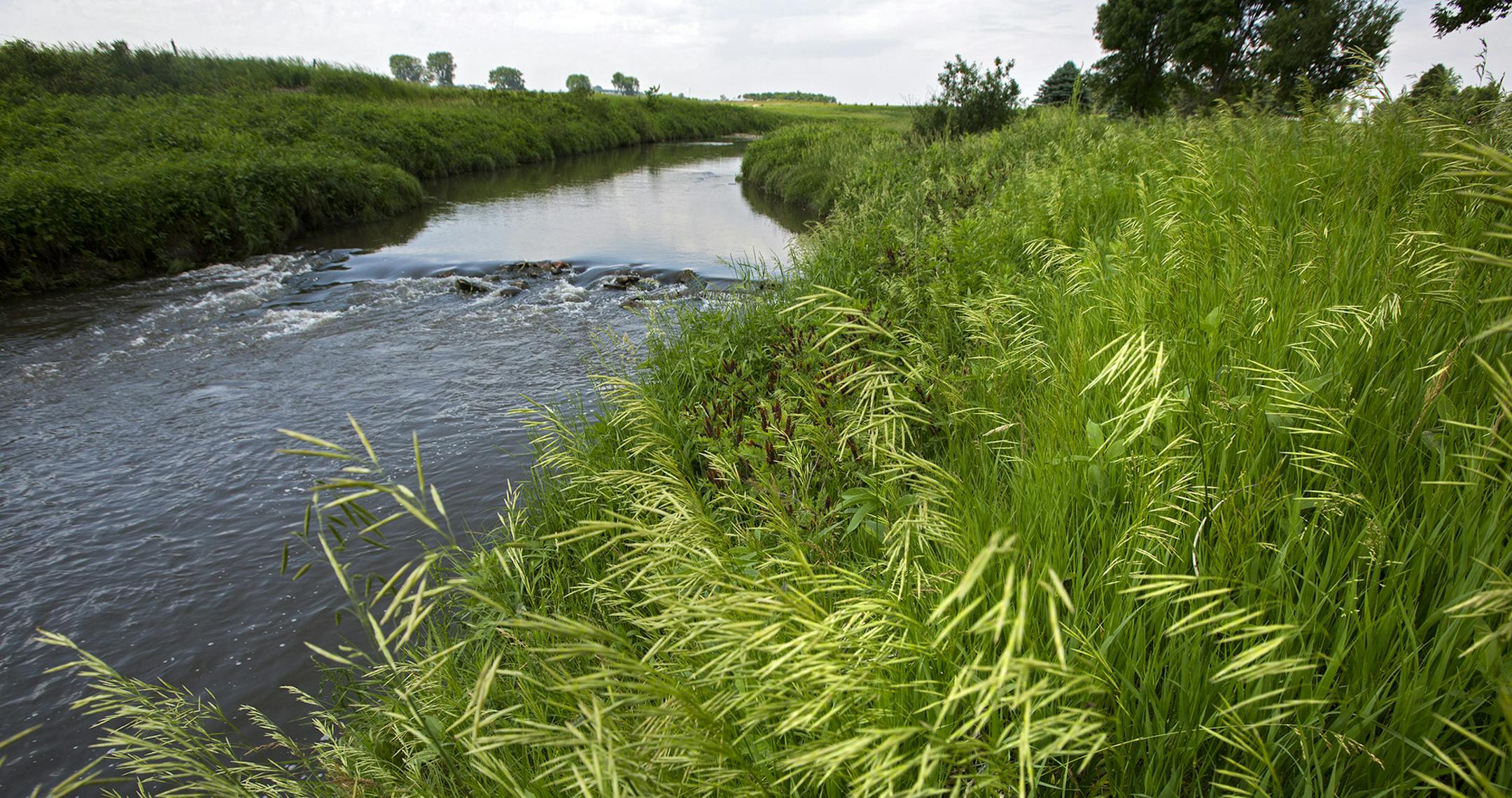A buffer strip of grass and trees along the Rock River west of Edgerton is a good example of the protective strips that help filter runoff.