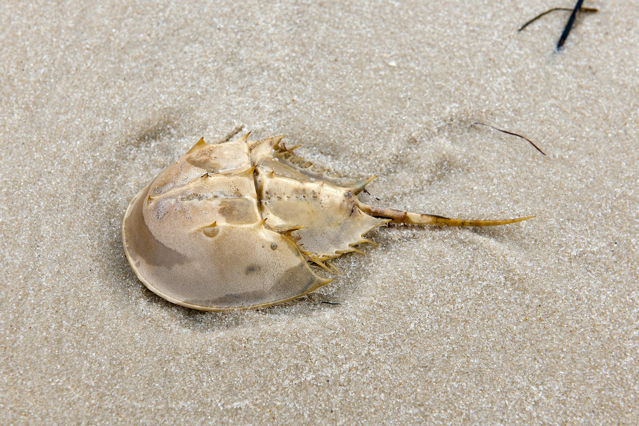 A horseshoe crab on Horn Island in Mississippi, May 30, 2017. The rugged nature of Horn Island in the Gulf of Mexico made it Walter Anderson's muse. A few generations after his death, rising seas will likely subsume it whole. (Robert Rausch/The New York Times)