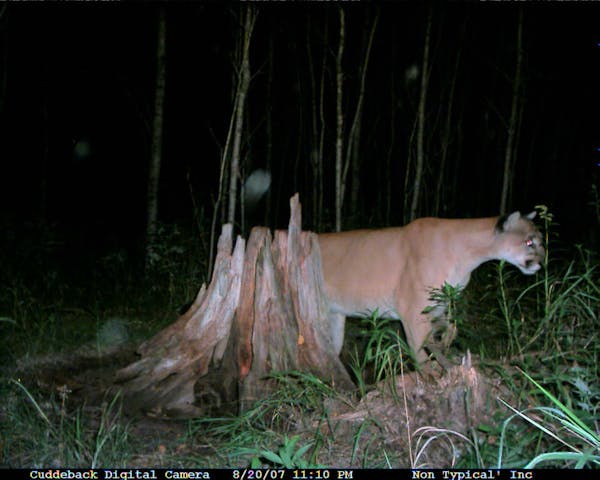 A trail camera operated by Jim Schubitzke captured this cougar walking past in August 2007 near Floodwood, Minn.