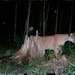 A trail camera operated by Jim Schubitzke captured this cougar walking past in August 2007 near Floodwood, Minn.