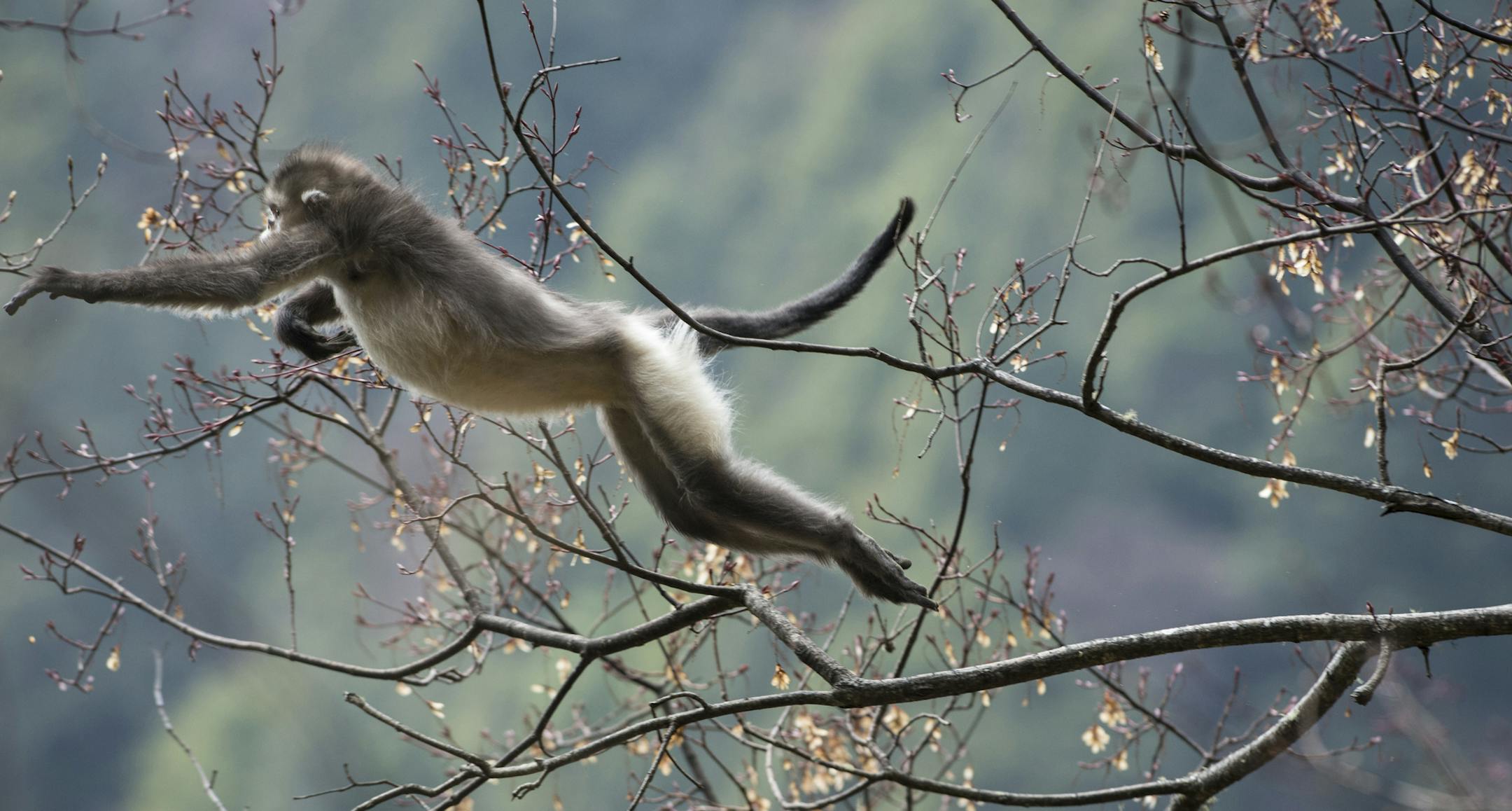 Leaping sub-nosed monkey, Rhinopithecus bieti, China. Provided by Jacky Poon for Mystery Monkeys of Shangri-La on Nature