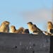 House sparrows
Jim Williams