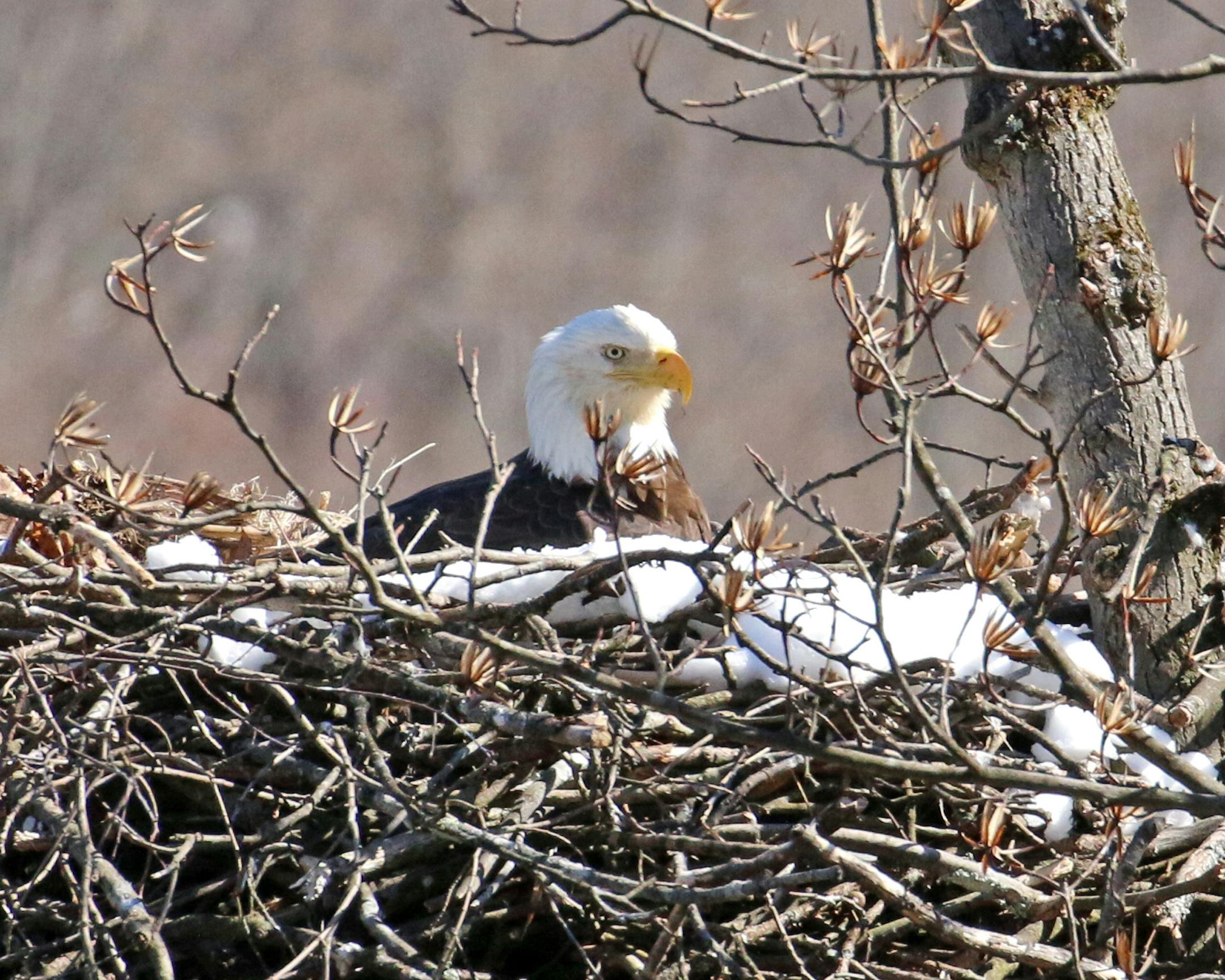 Photo by Phyllis Terchanik ONE-TIME USE ONLY WITH VAL's Column Snow overnight falls on the eagle's nest.