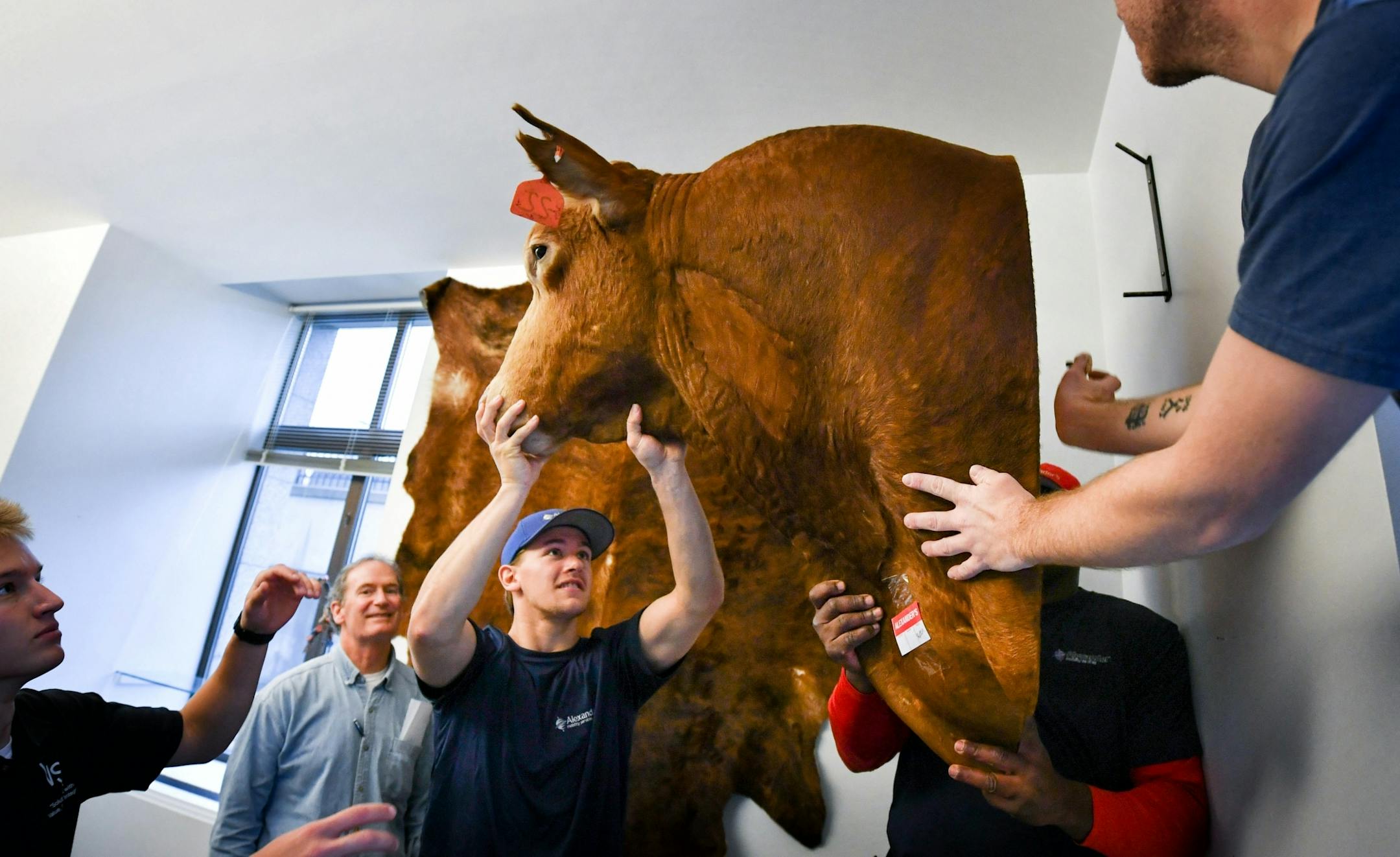 Republican Senator Julie Rosen's mounted bull Cooper was very gently removed from her office in the state Office Building and carefully wrapped for the trip across the street to her new office in the Senate Office Building. The movers from Alexander's Mobility Services are Tyler Nowak, left and Michael Scott, right.