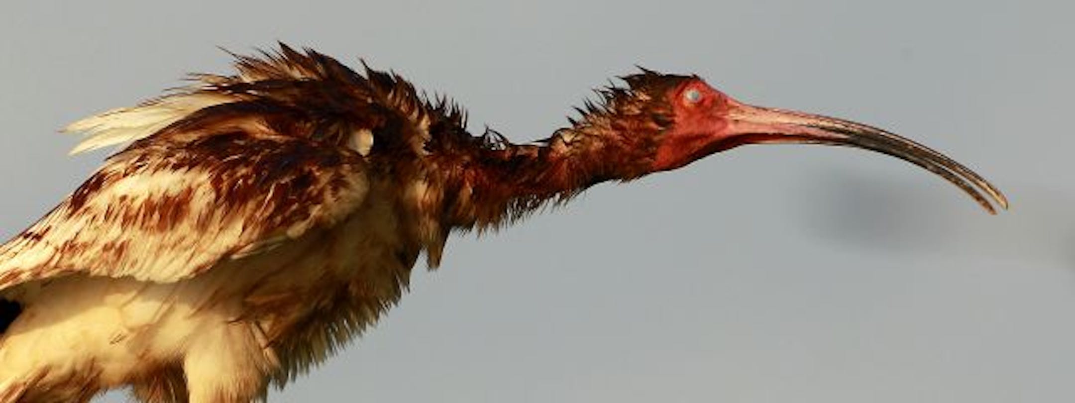 Experts are trying to prevent state birds from sharing the oily fate of this ibis in the Gulf.