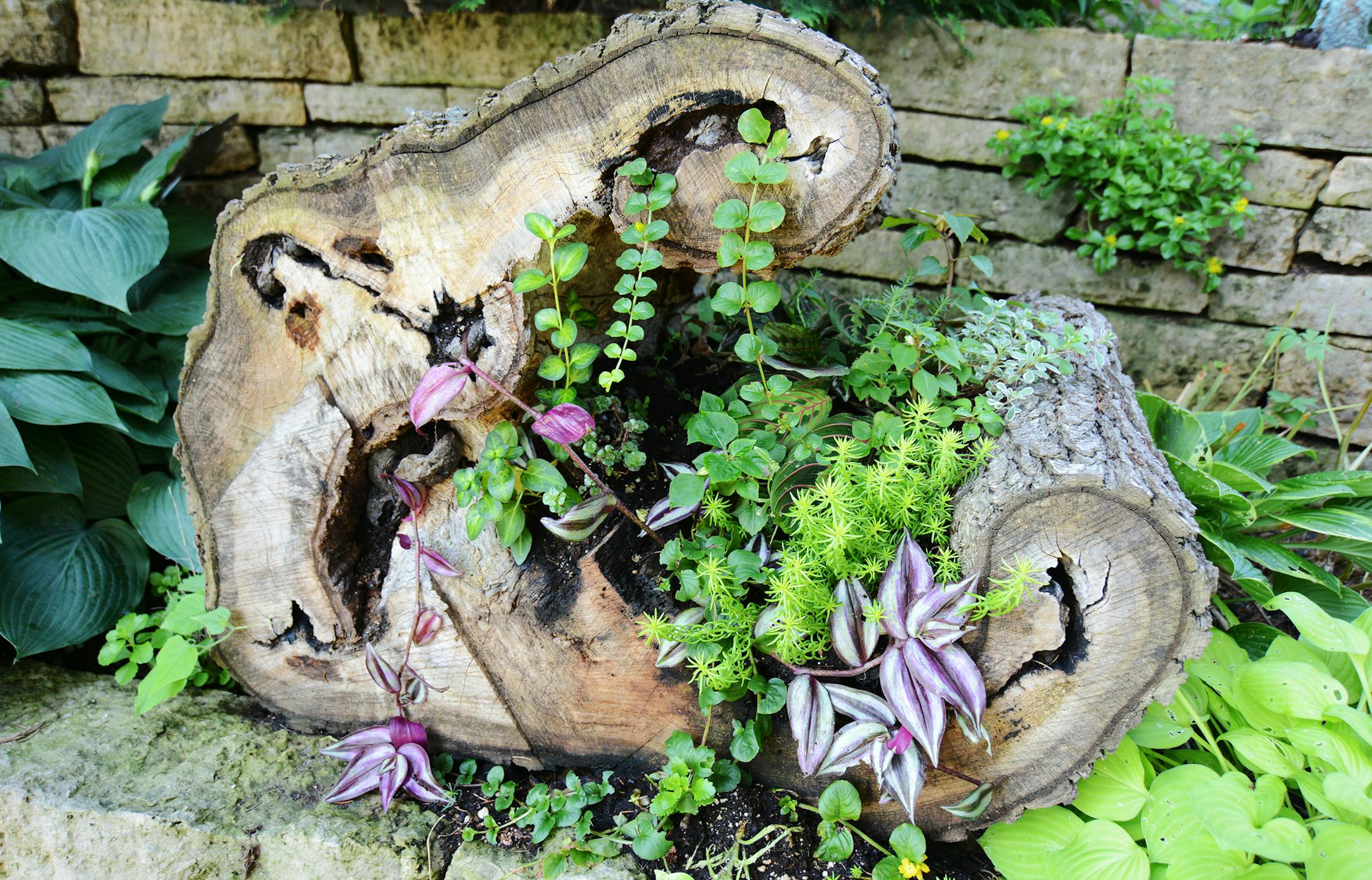 Vickie Coonrod converted an old hollow tree stump on her Hastings property into a mini garden. Photo by Liz Rolfsmeier, Special to the Star Tribune