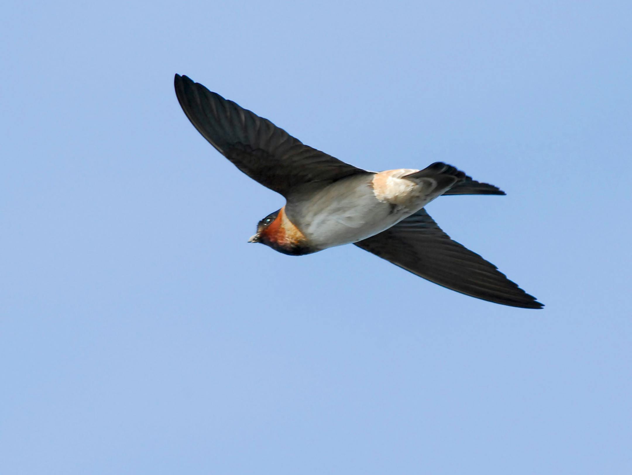 Cliff Swallow