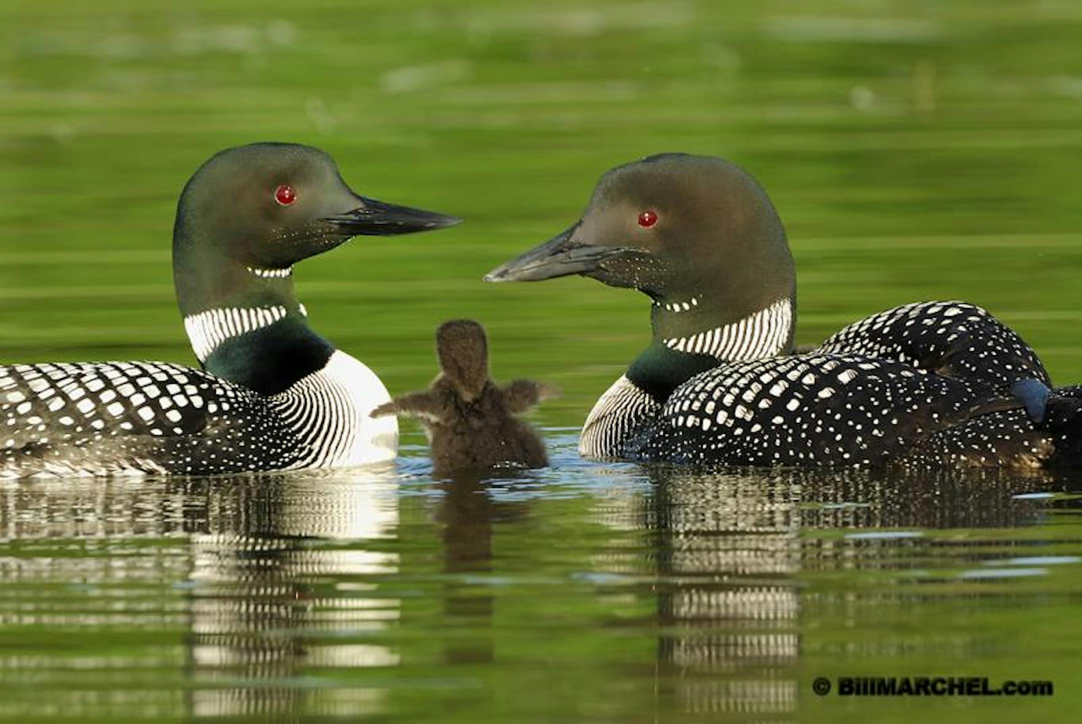 A young loon tests its wings while the parents look on.