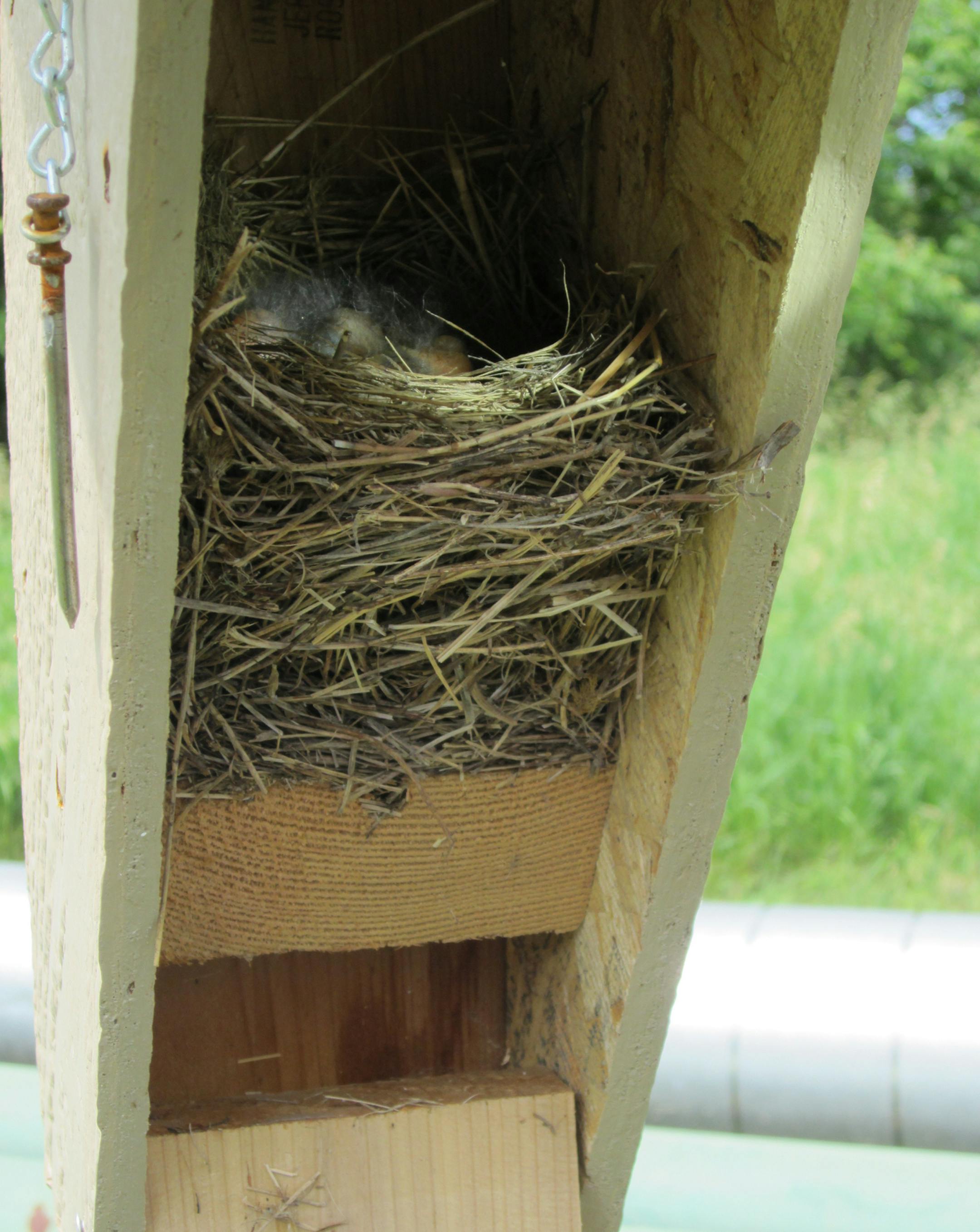 Volunteers maintain 20 bluebird houses on the Flint Hills Resources property.
