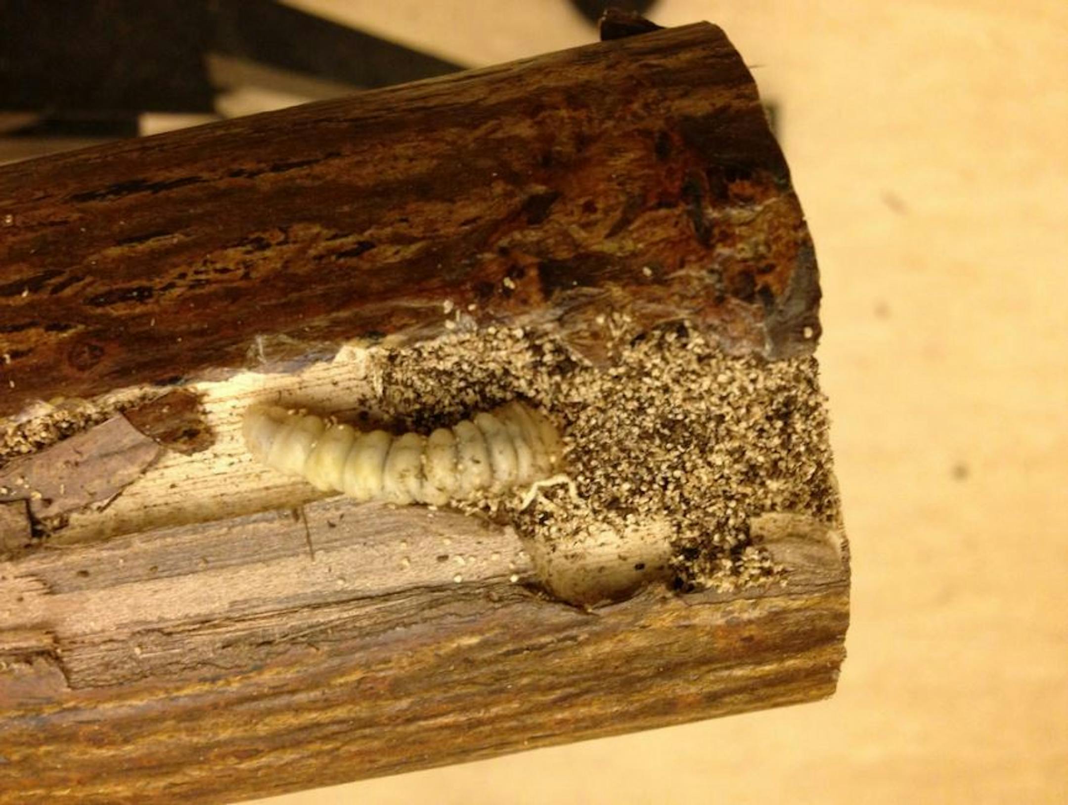Above is a close up of the velvet longhorned beetle larvae boring into a leg of the log coffee table.