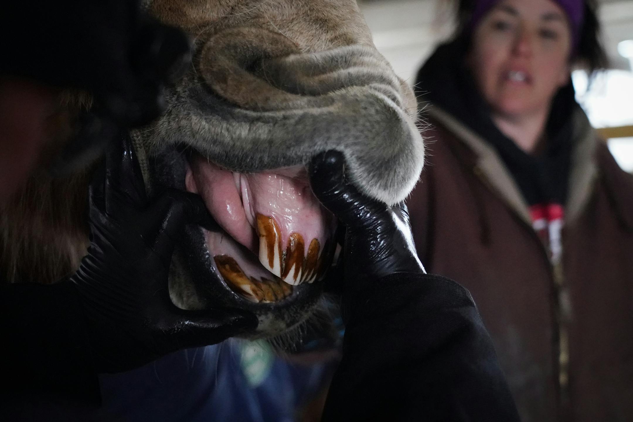 Isaac the donkey's teeth are visible as Matt Schoessler, DVM, inspects them.