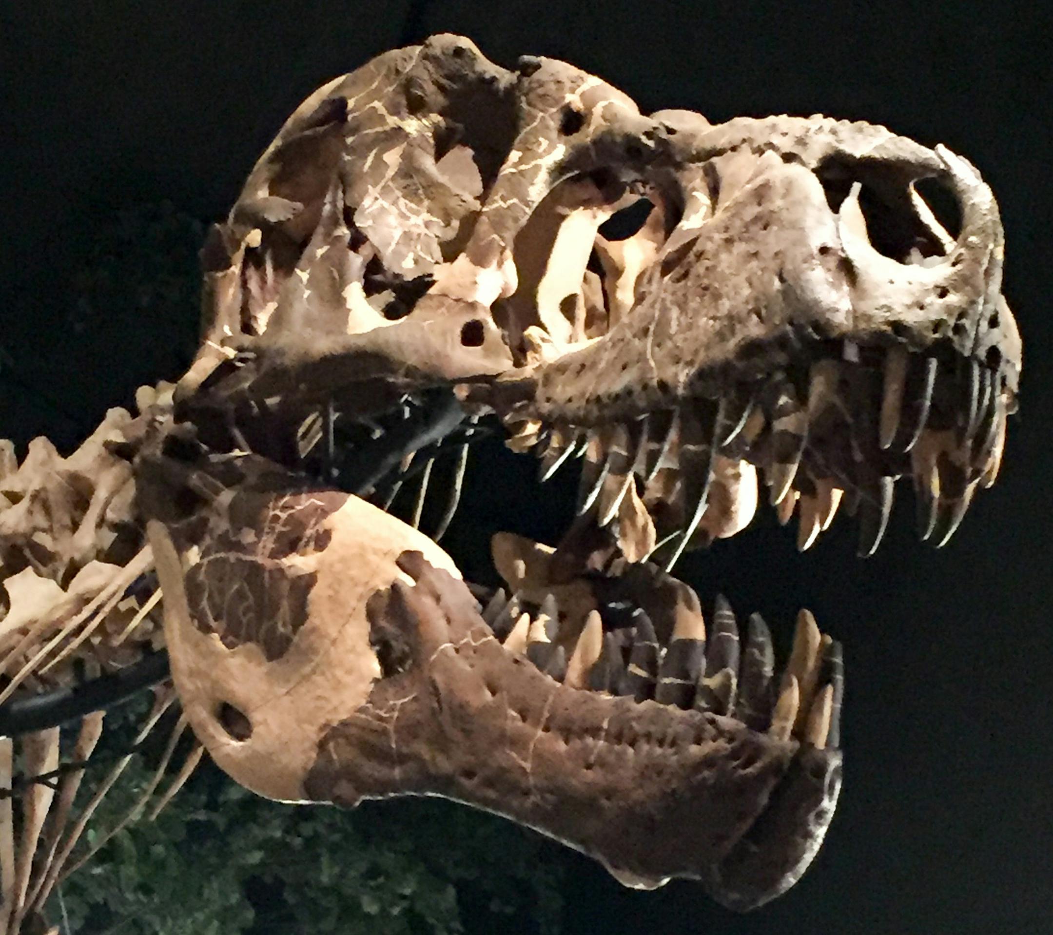 T-Rex at the Museum of the Rockies, Bozeman, Mont. (Ellen Creager/Detroit Free Press/TNS) ORG XMIT: 1192504