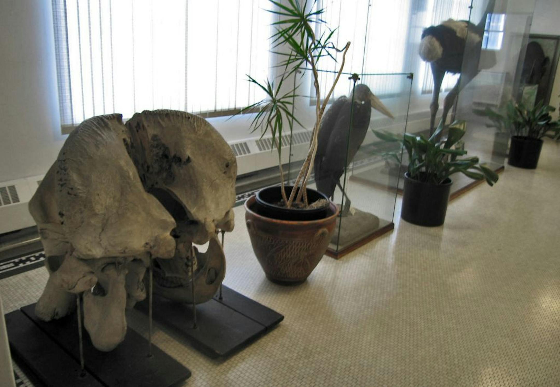 The Winona National Bank serves as bank and unusual museum. The Egyptian Revival style building, built in 1916, boasts Tiffany stained glass windows and trophy animals collected in Africa, including a marabou stork and an ostrich. An elephant skull is in the foreground.