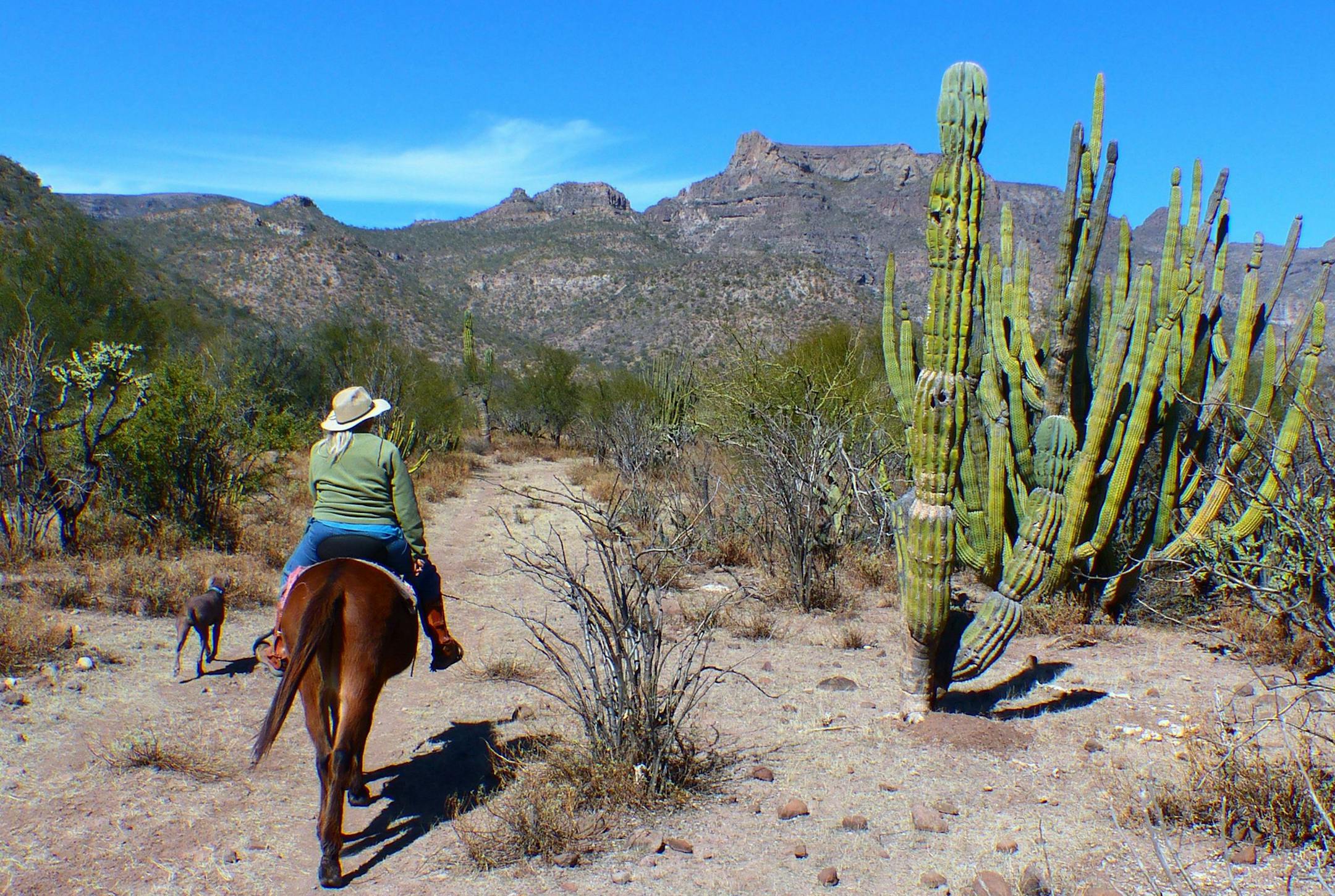 Mule wrangler Trudi Angell rides through the high desert of the Sierra de la Giganta near San Javier, Baja California Sur. (Brian J. Cantwell/Seattle Times/TNS)