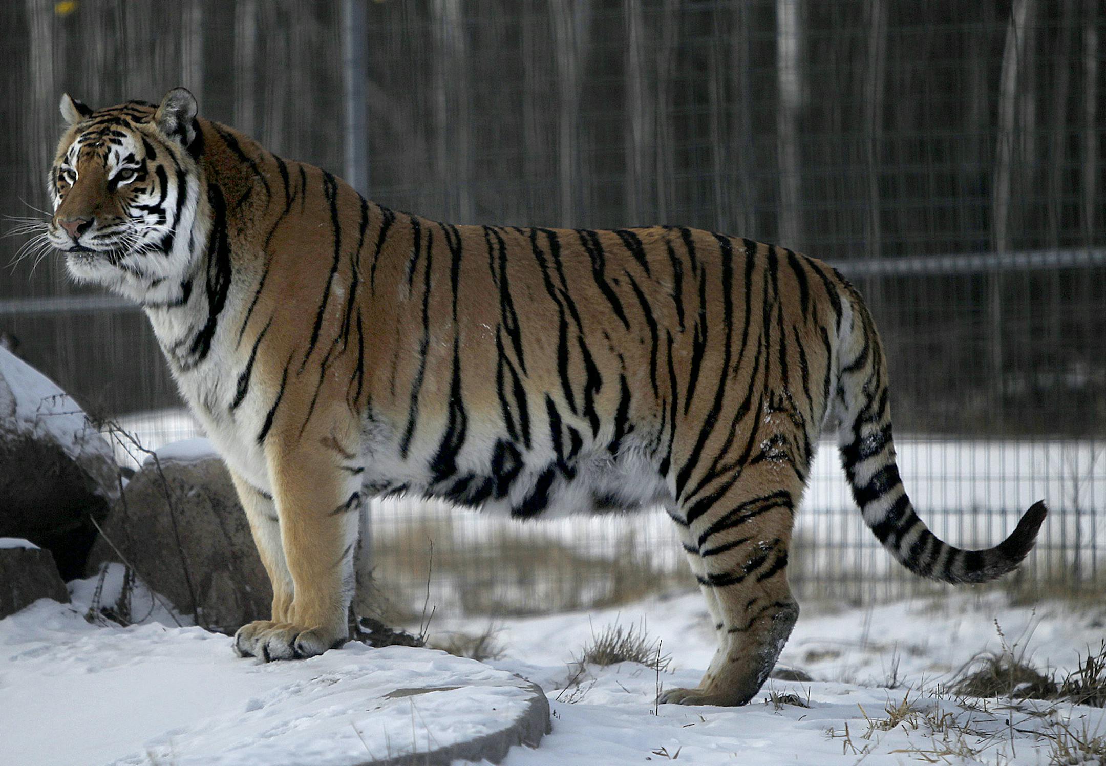 A tiger played in the snow at the Wildcat Sanctuary, Wednesday, January 23, 2013 in Sandstone, MN. (ELIZABETH FLORES/STAR TRIBUNE) ELIZABETH FLORES ¬• eflores@startribune.com ORG XMIT: MIN1301241338300246 ORG XMIT: MIN1304221705260009